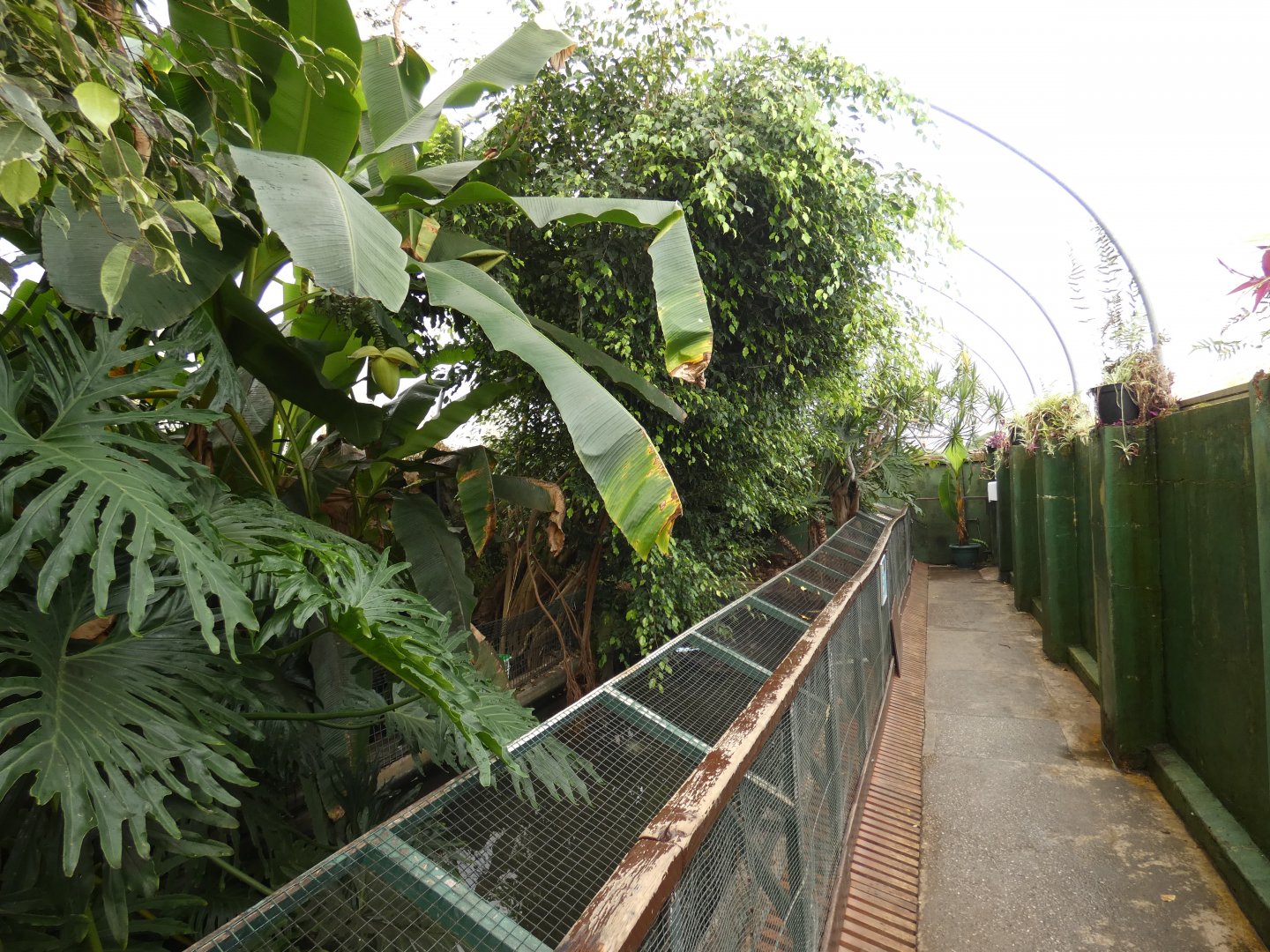 American Alligator house