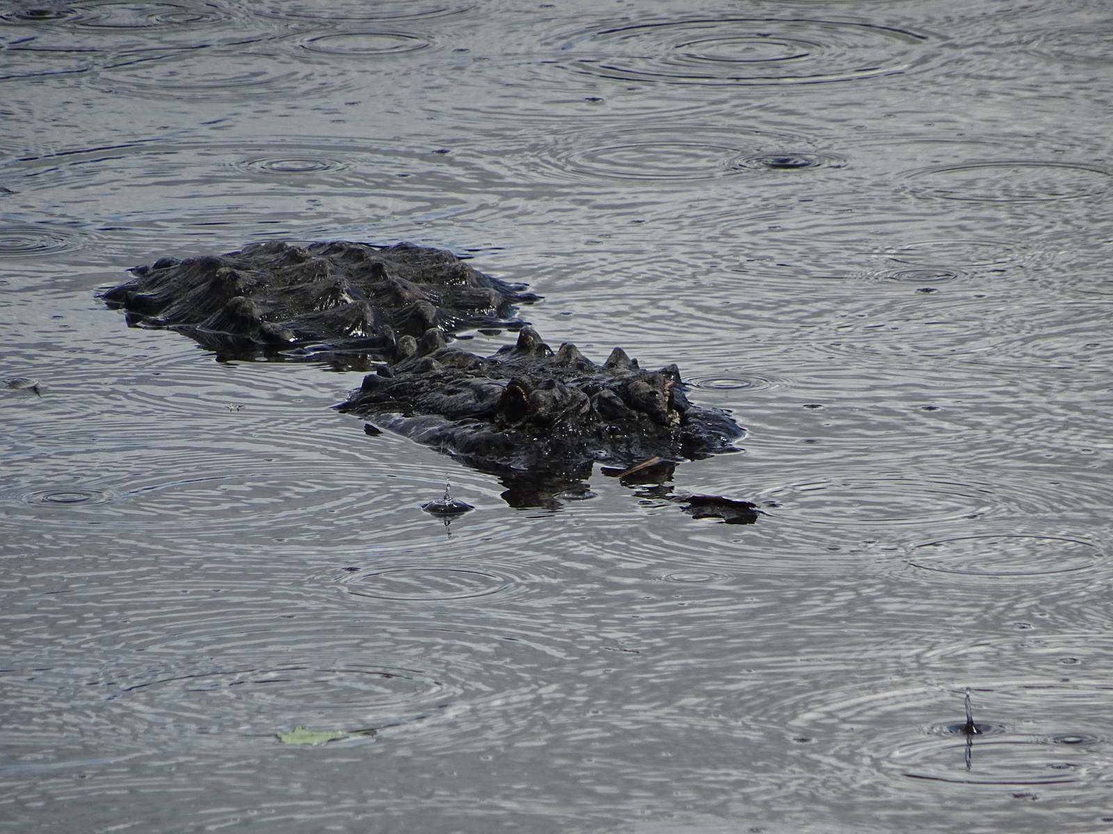 American Alligator in the Breeding Marsh at Gatorland