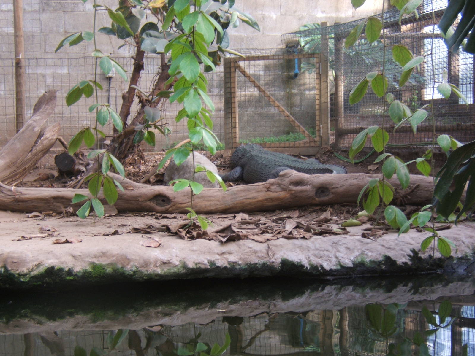 American Alligator in the Forest House