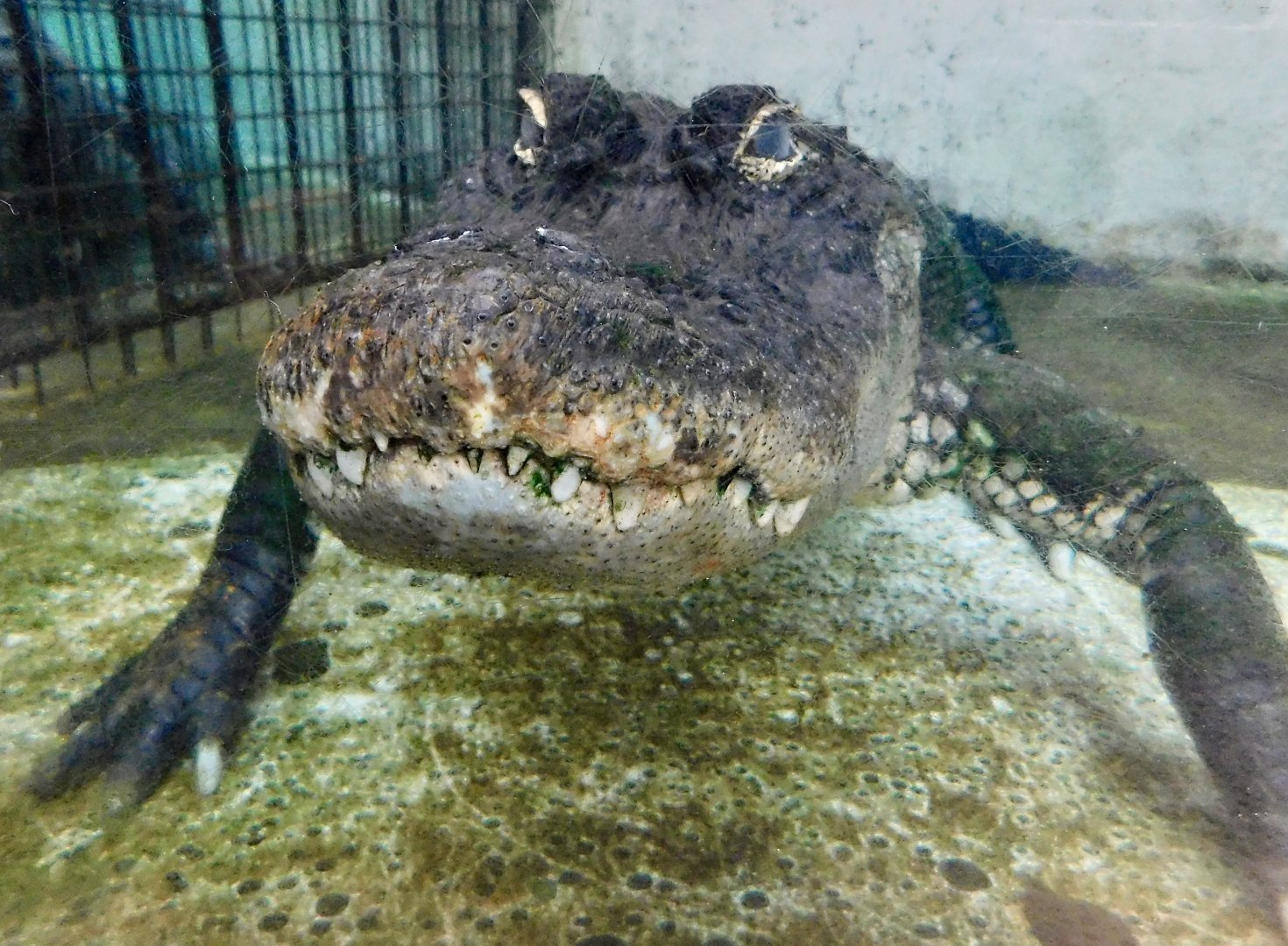 American Alligator in Underwater (Alligator mississippiensis) December 6, 2025