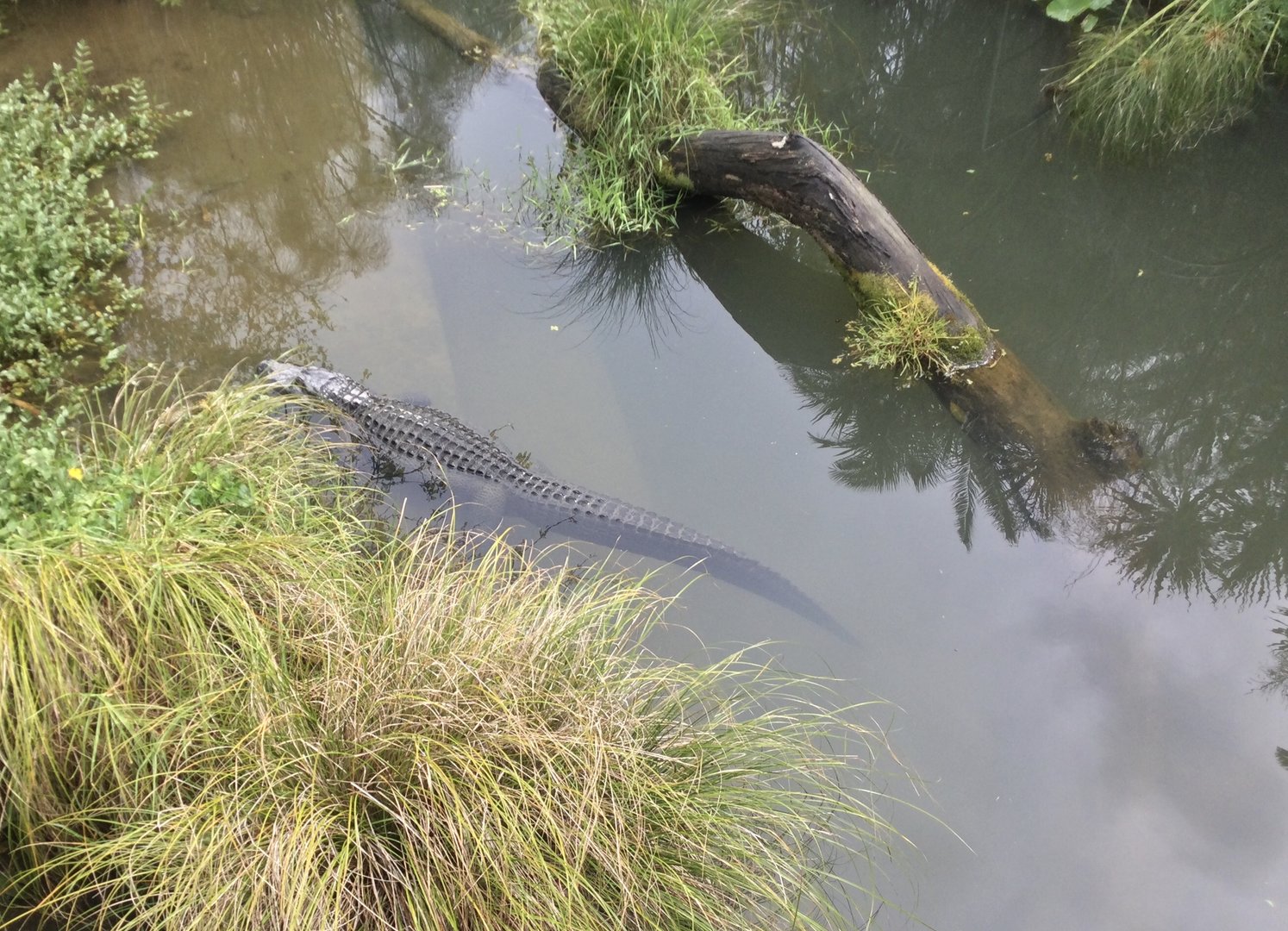 American Alligator in Water