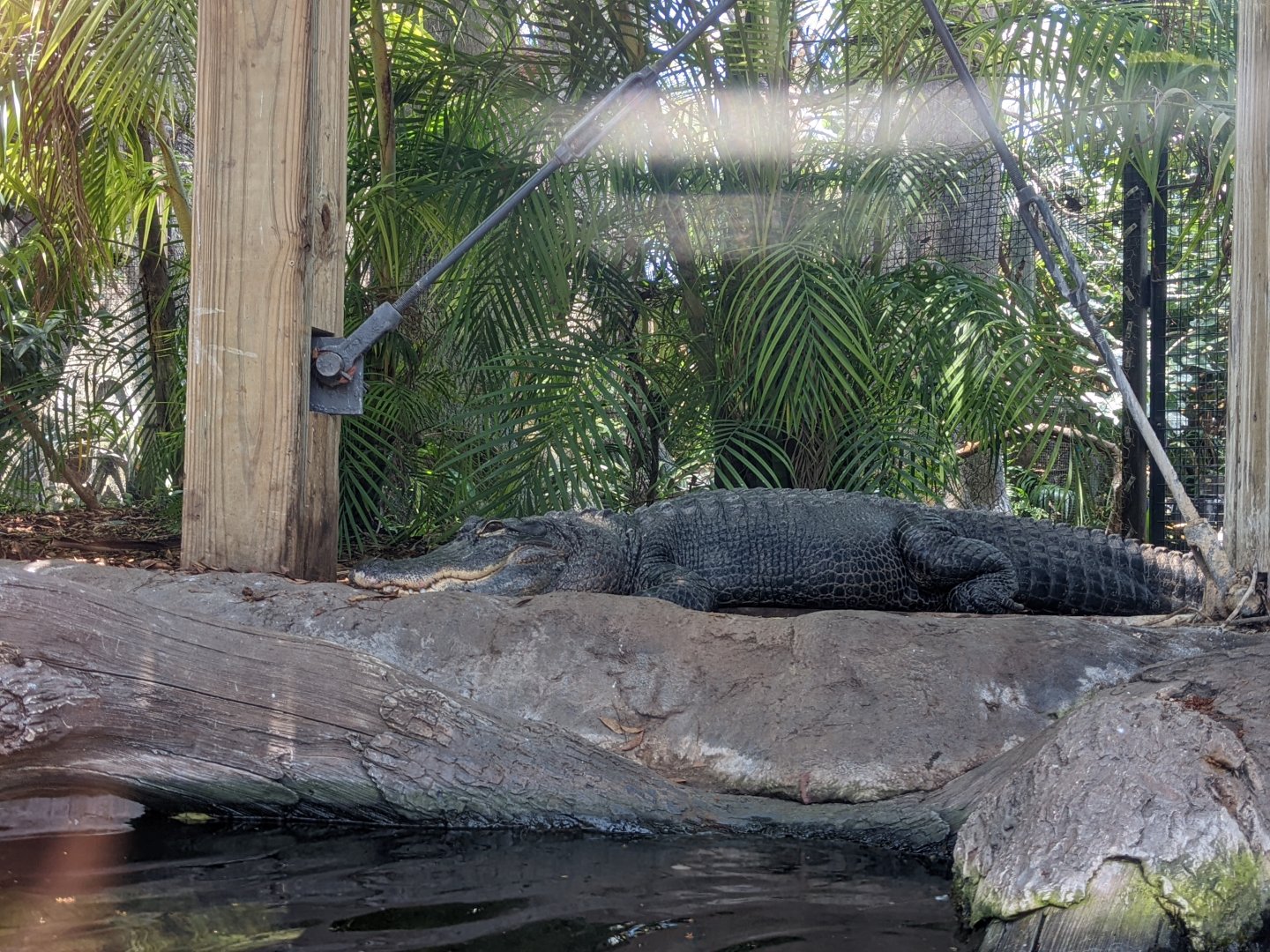 American Alligator in wetlands habitat