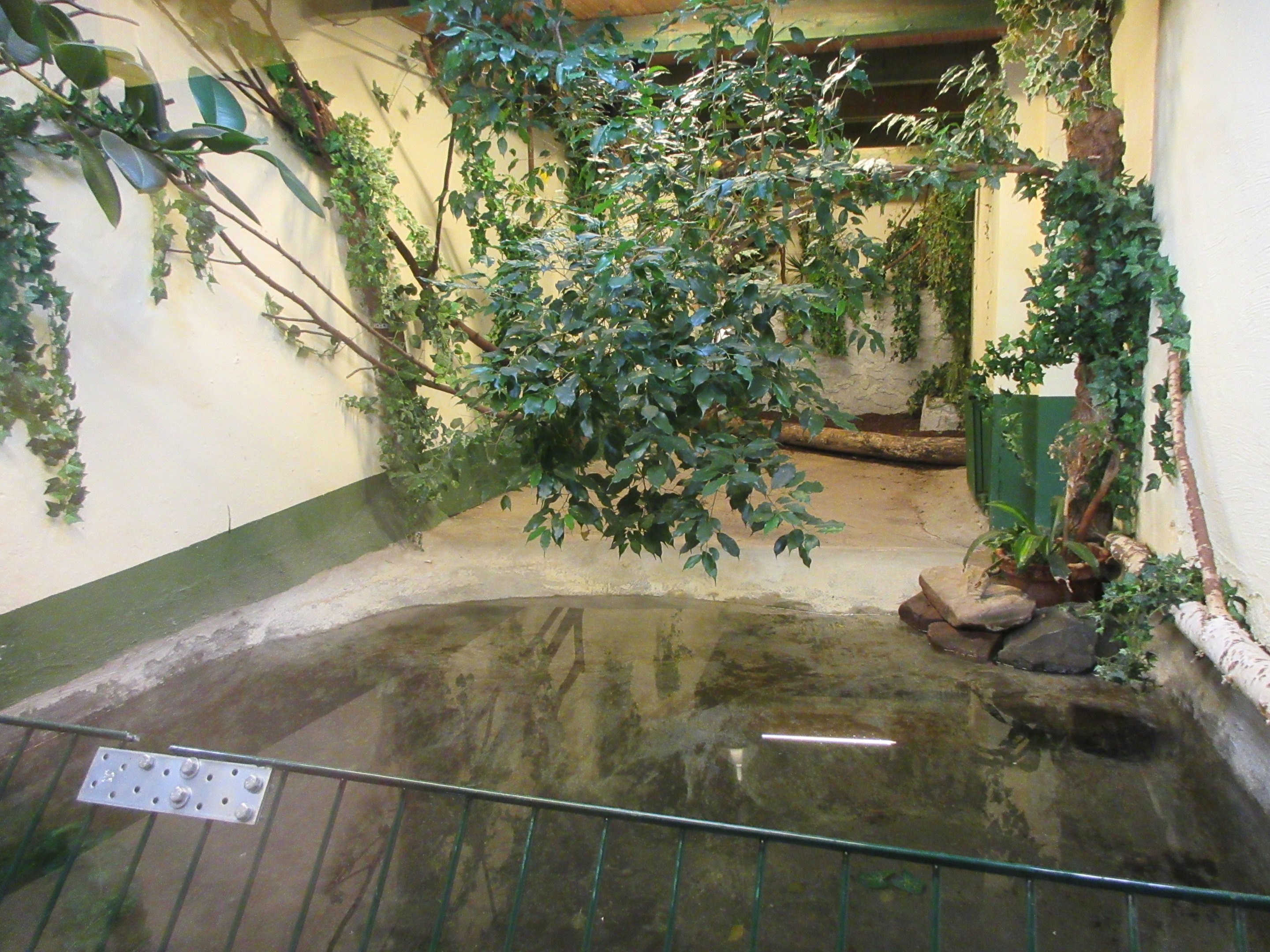 American Alligator Indoor Exhibit
