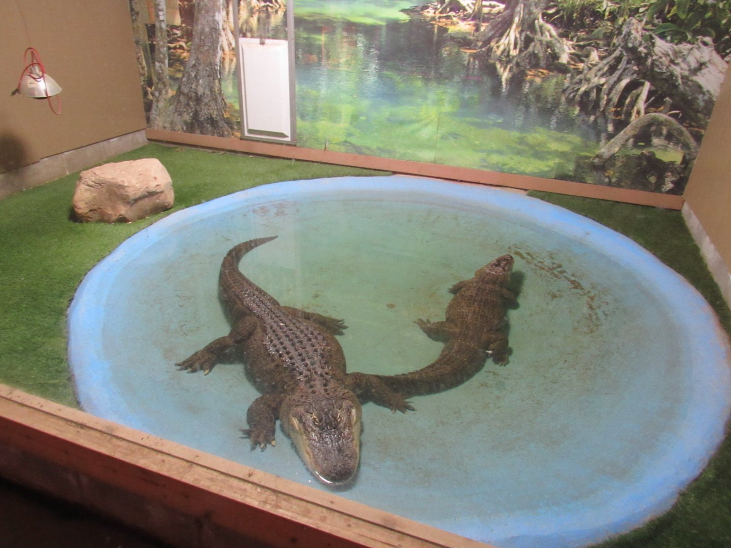 American Alligator Indoor Exhibit