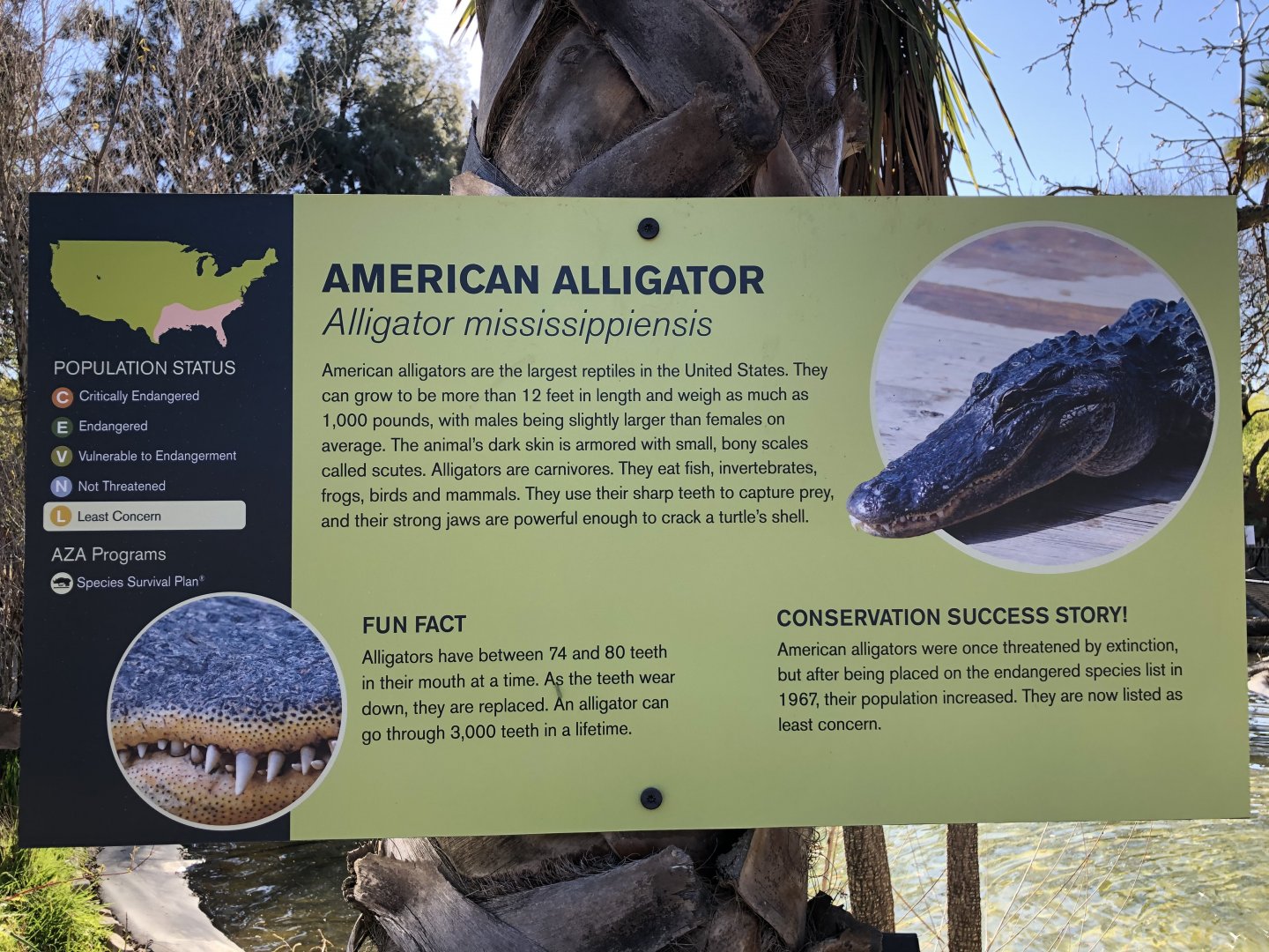 American alligator information sign