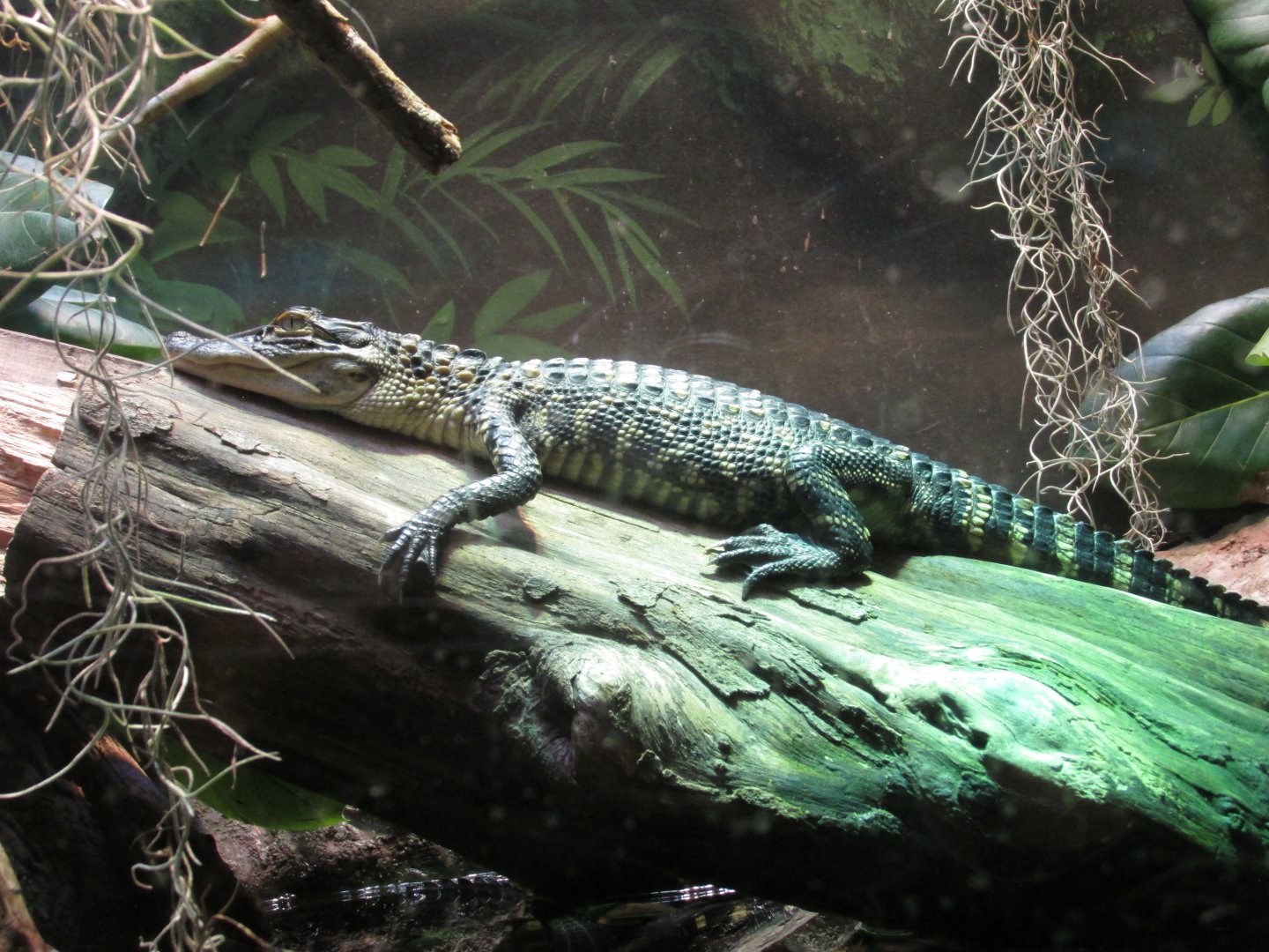 american alligator january 2017