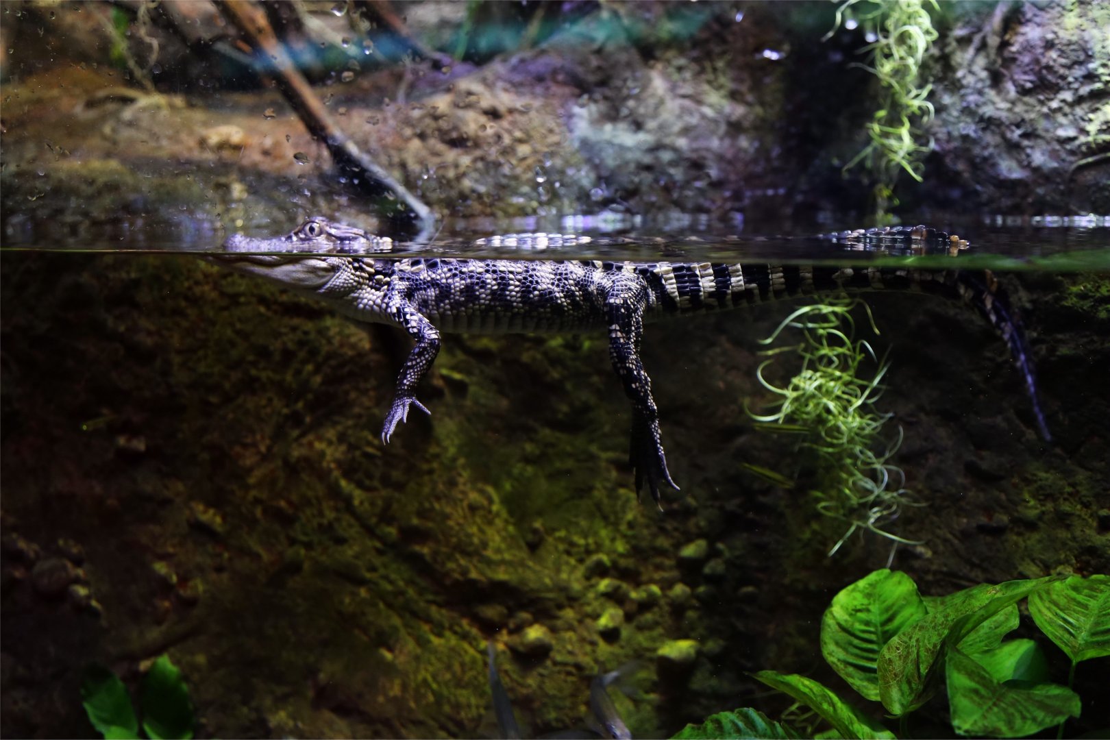 American Alligator Juvenile
