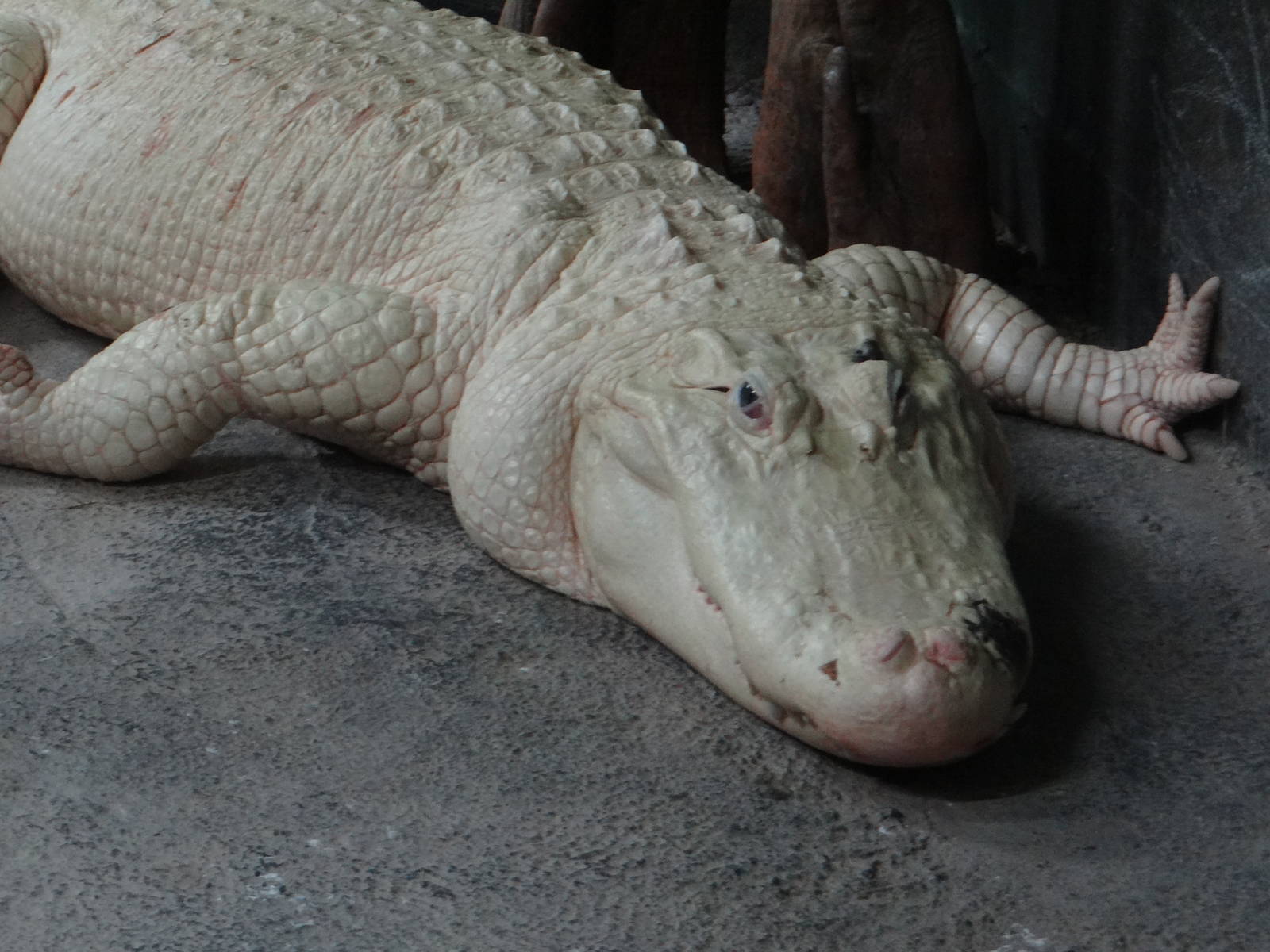 American alligator - leucistic