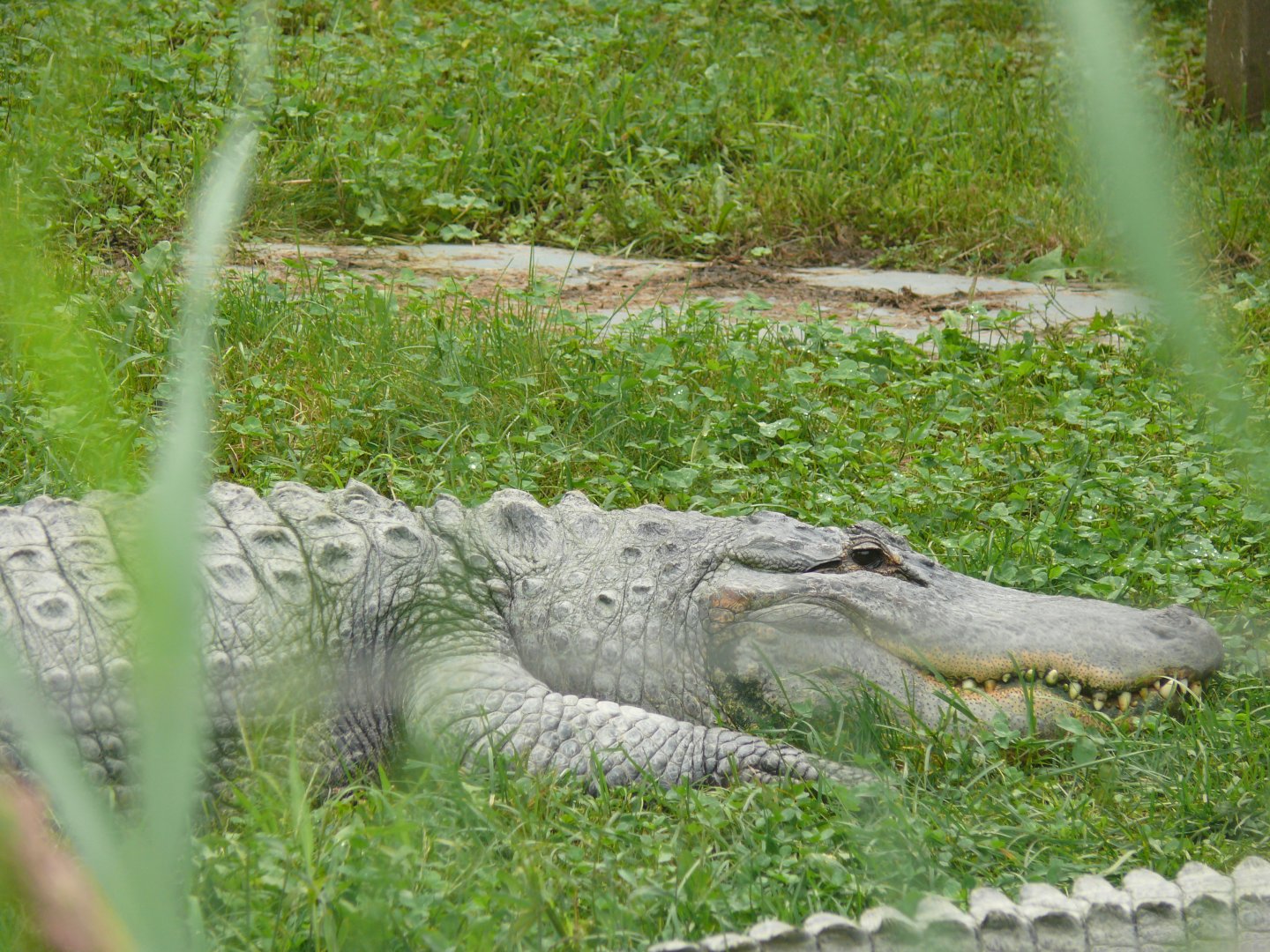 American Alligator lurking - 24-08-2020
