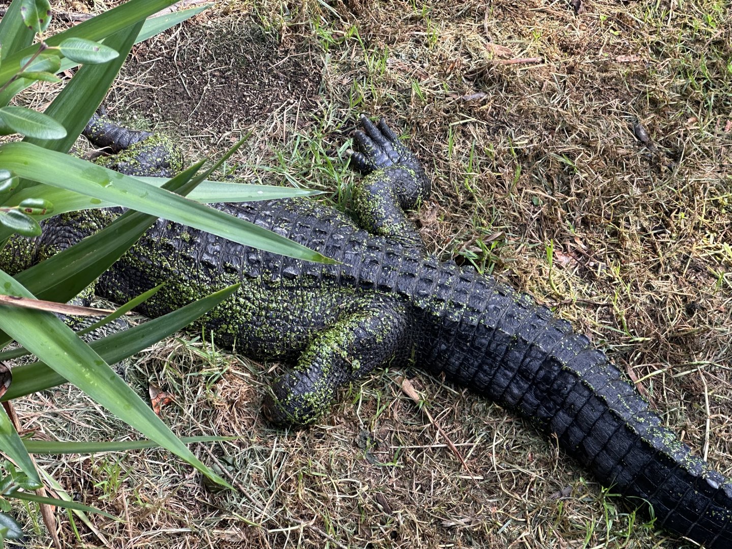 American Alligator (Missing Hind Limb)
