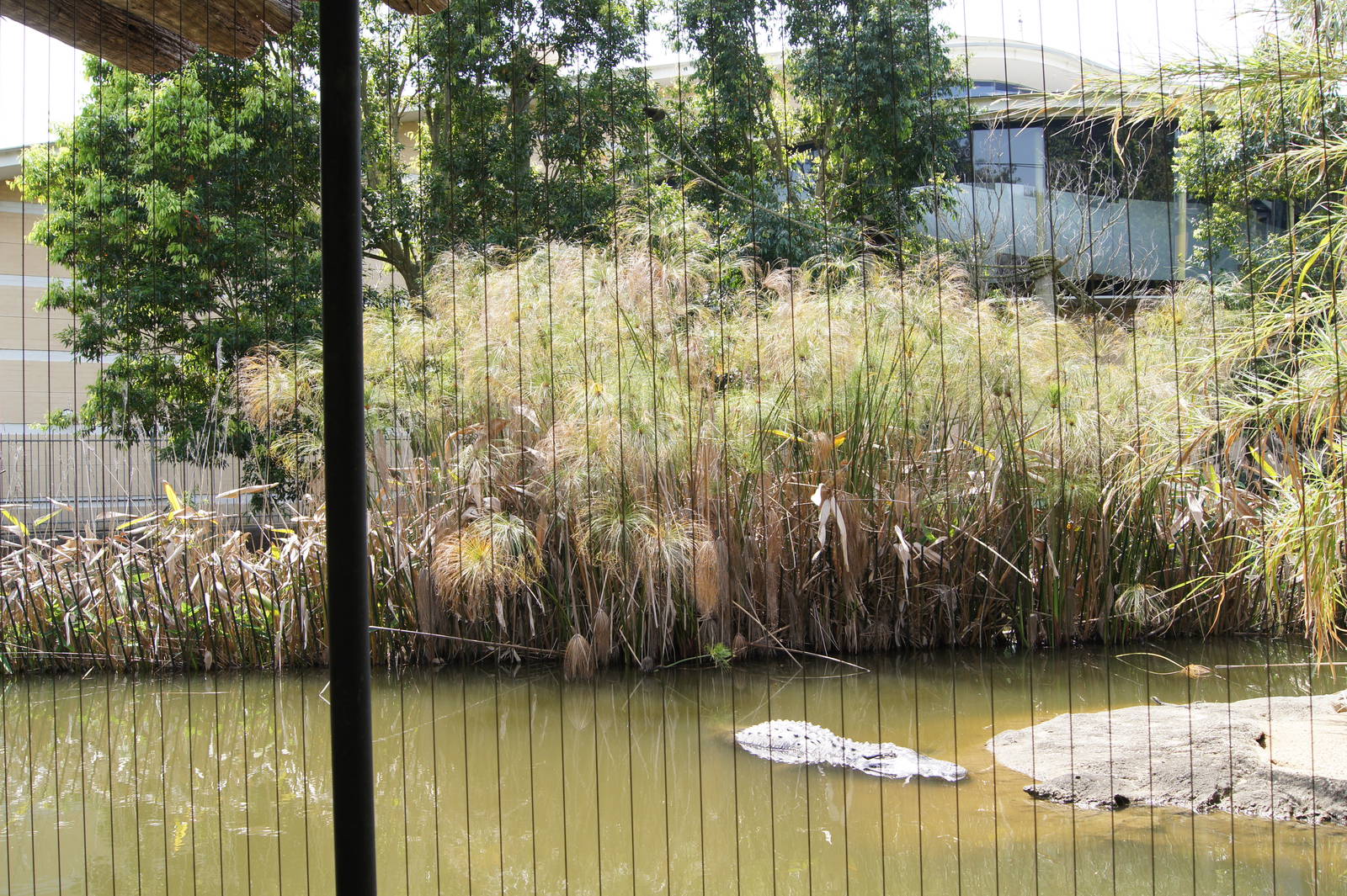 American Alligator/Monkey Exhibit