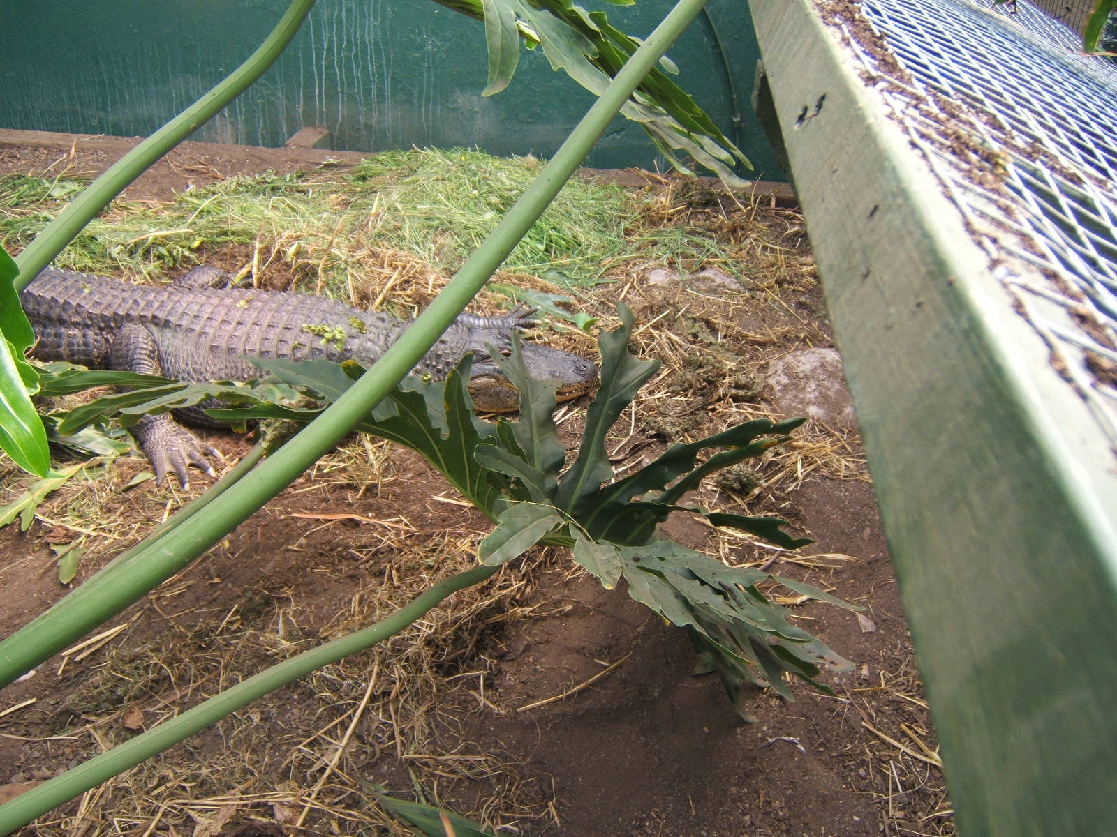 American Alligator Nancy on nest
