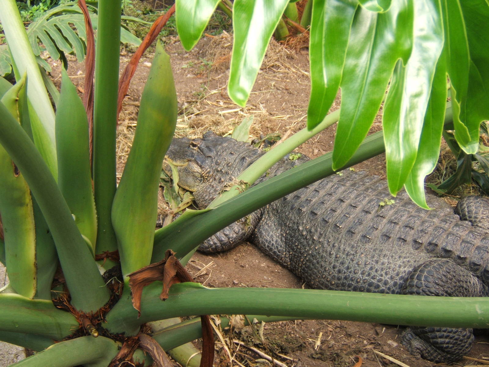 American Alligator Nancy on nest