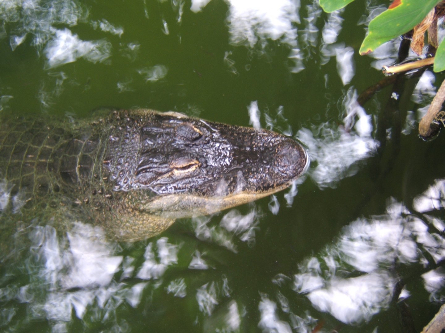 American Alligator (Nancy)