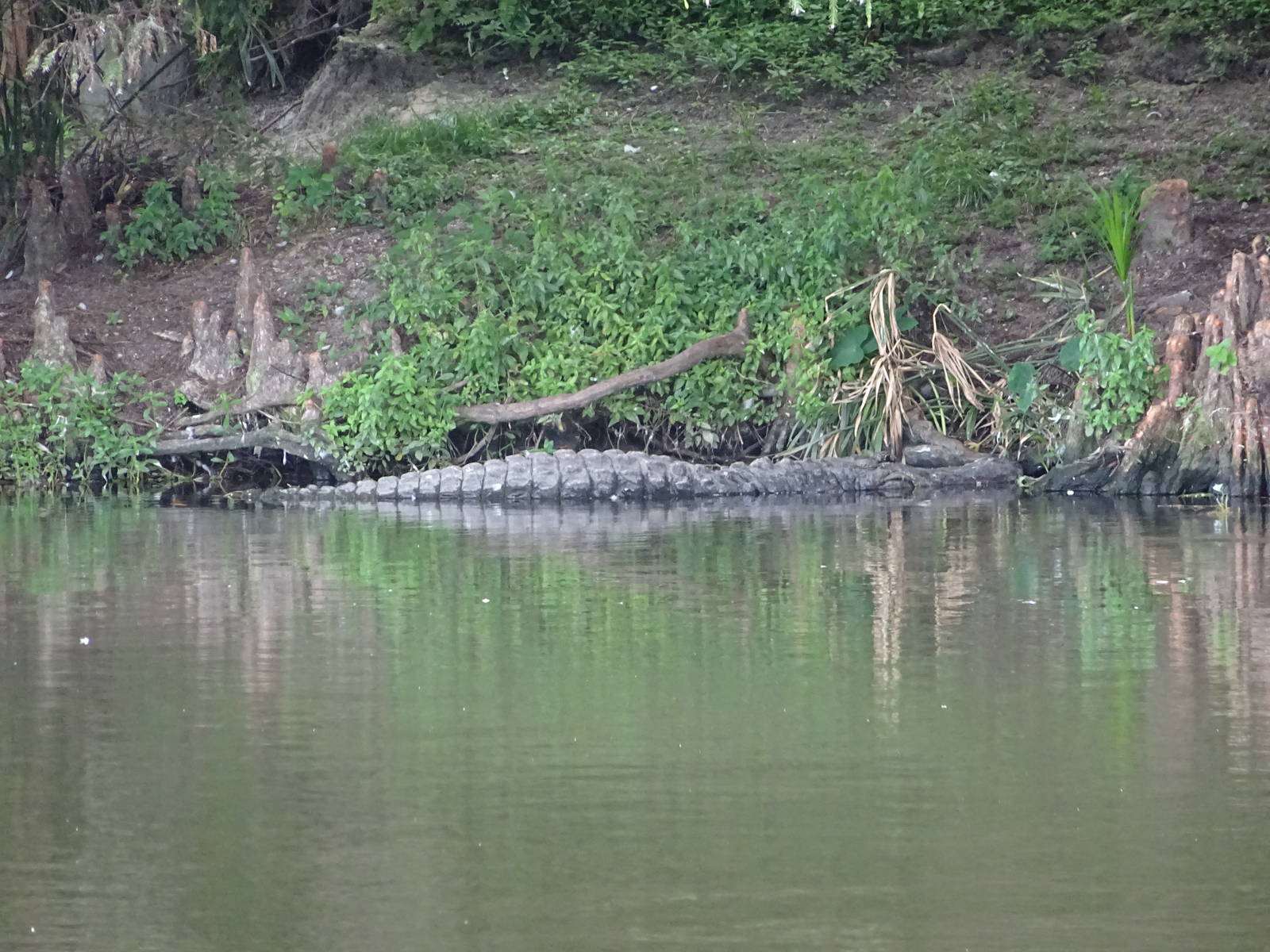 American Alligator on the Lake at Gatorland