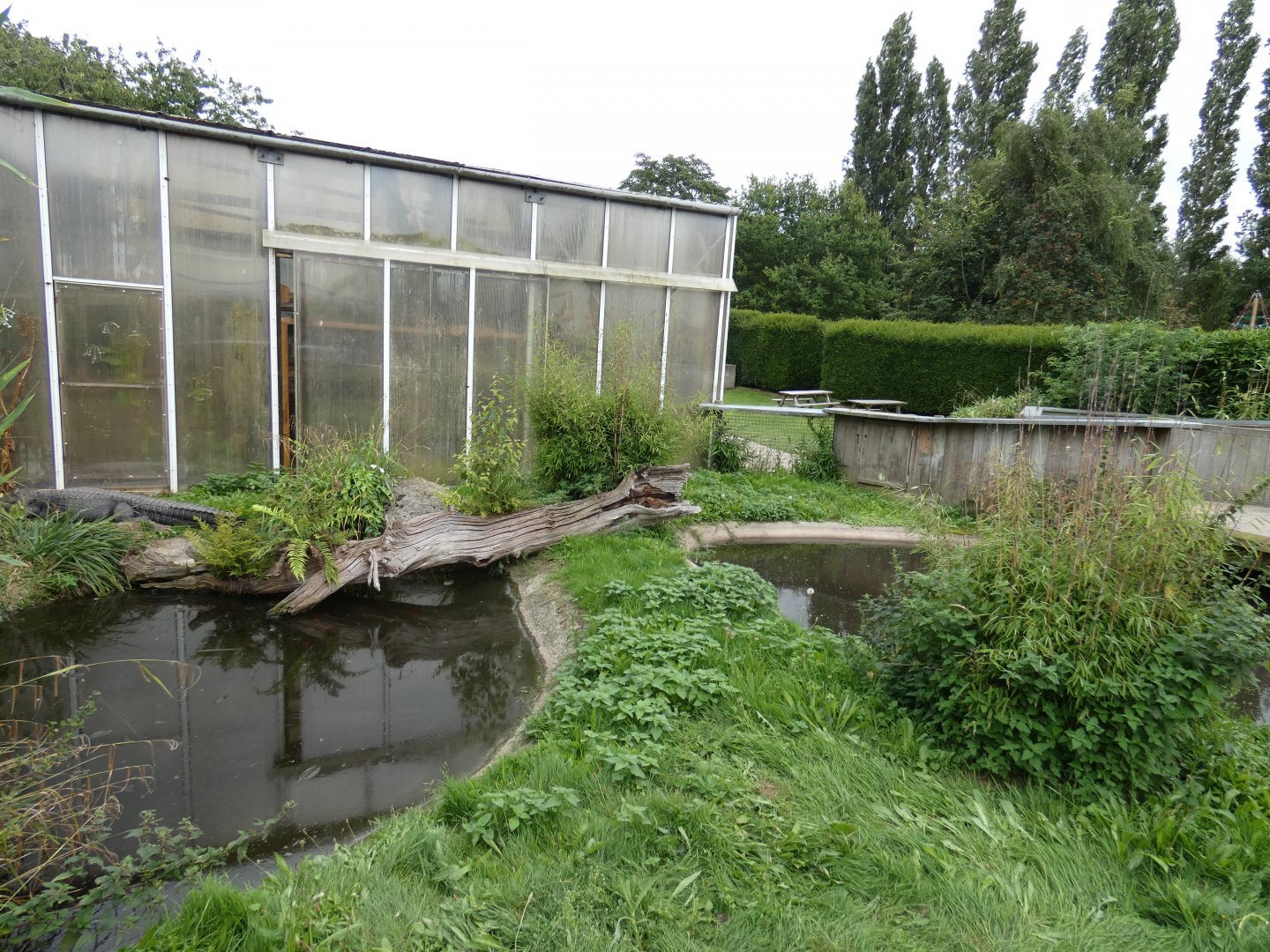 American alligator outdoor enclosure