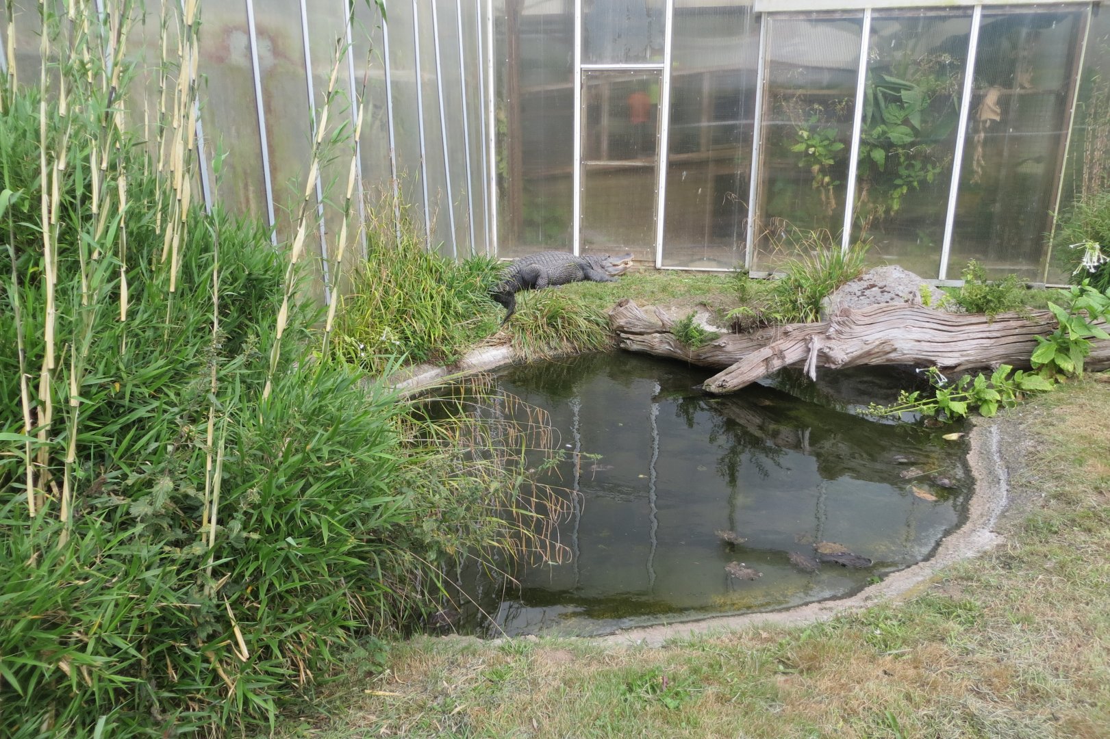 American alligator outdoor exhibit 070819