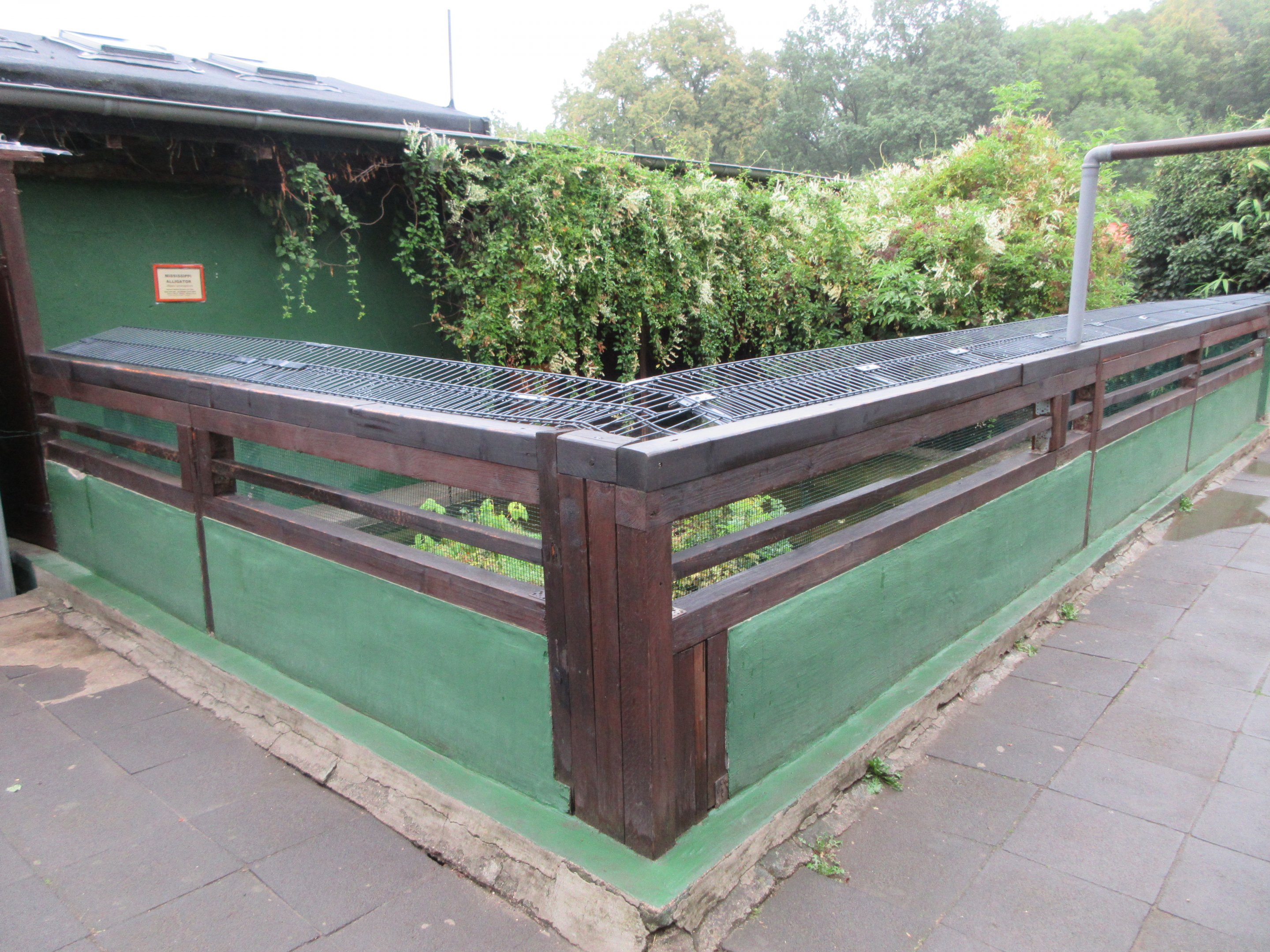 American Alligator Outdoor Exhibit