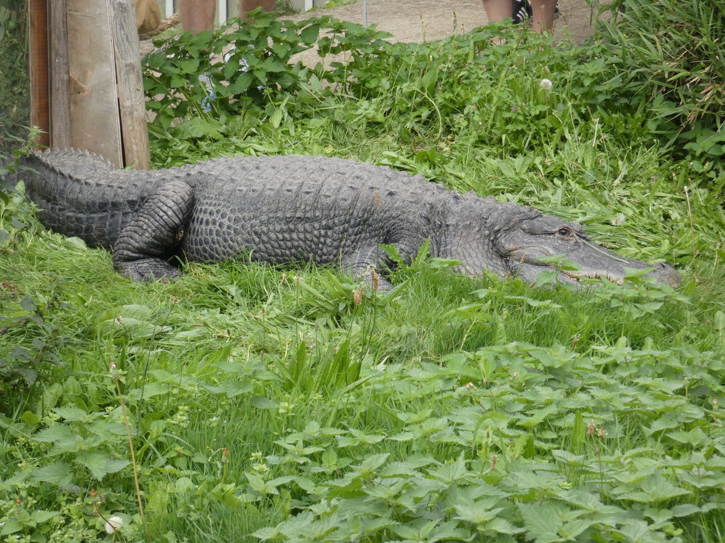 American alligator outdoors