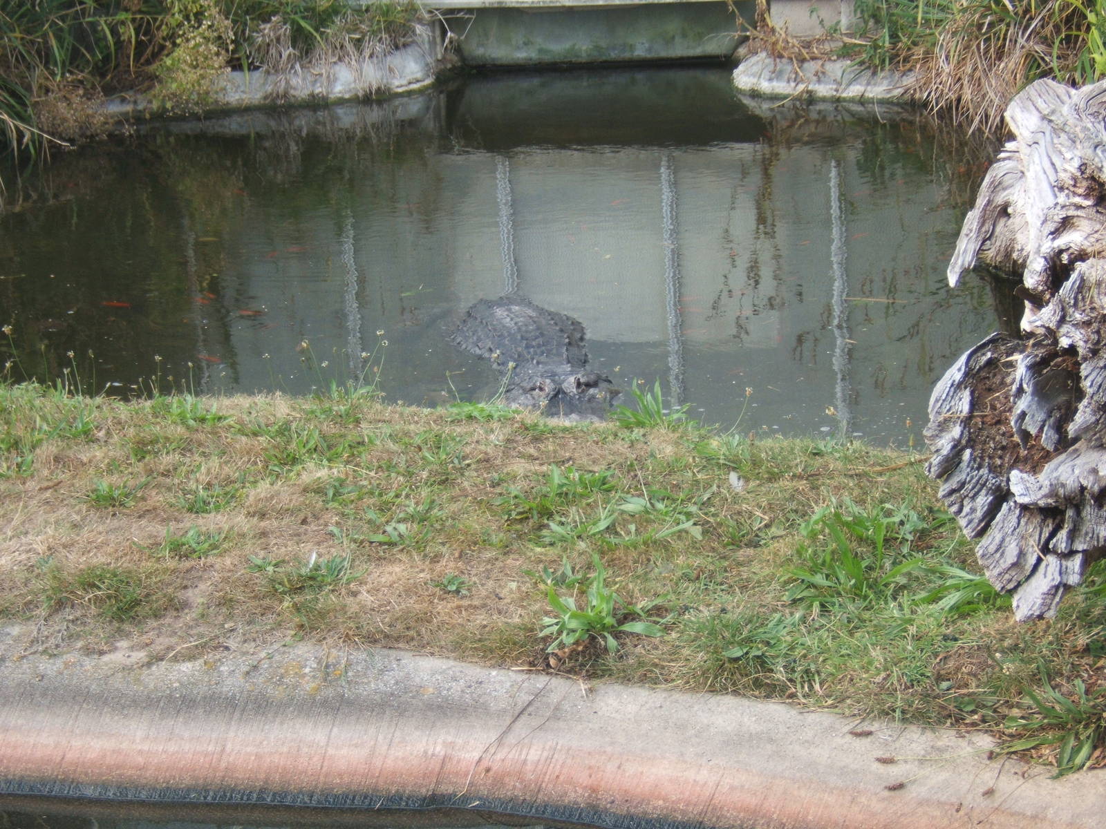 American Alligator outside