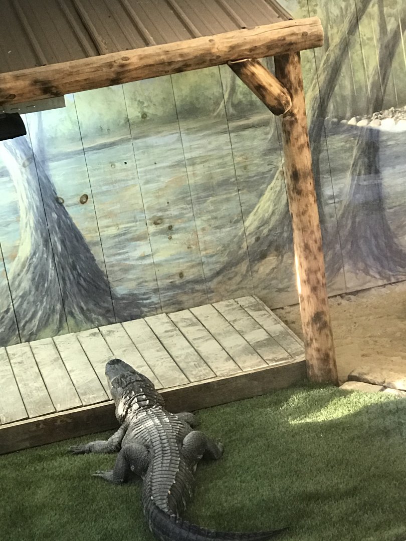 American alligator penny