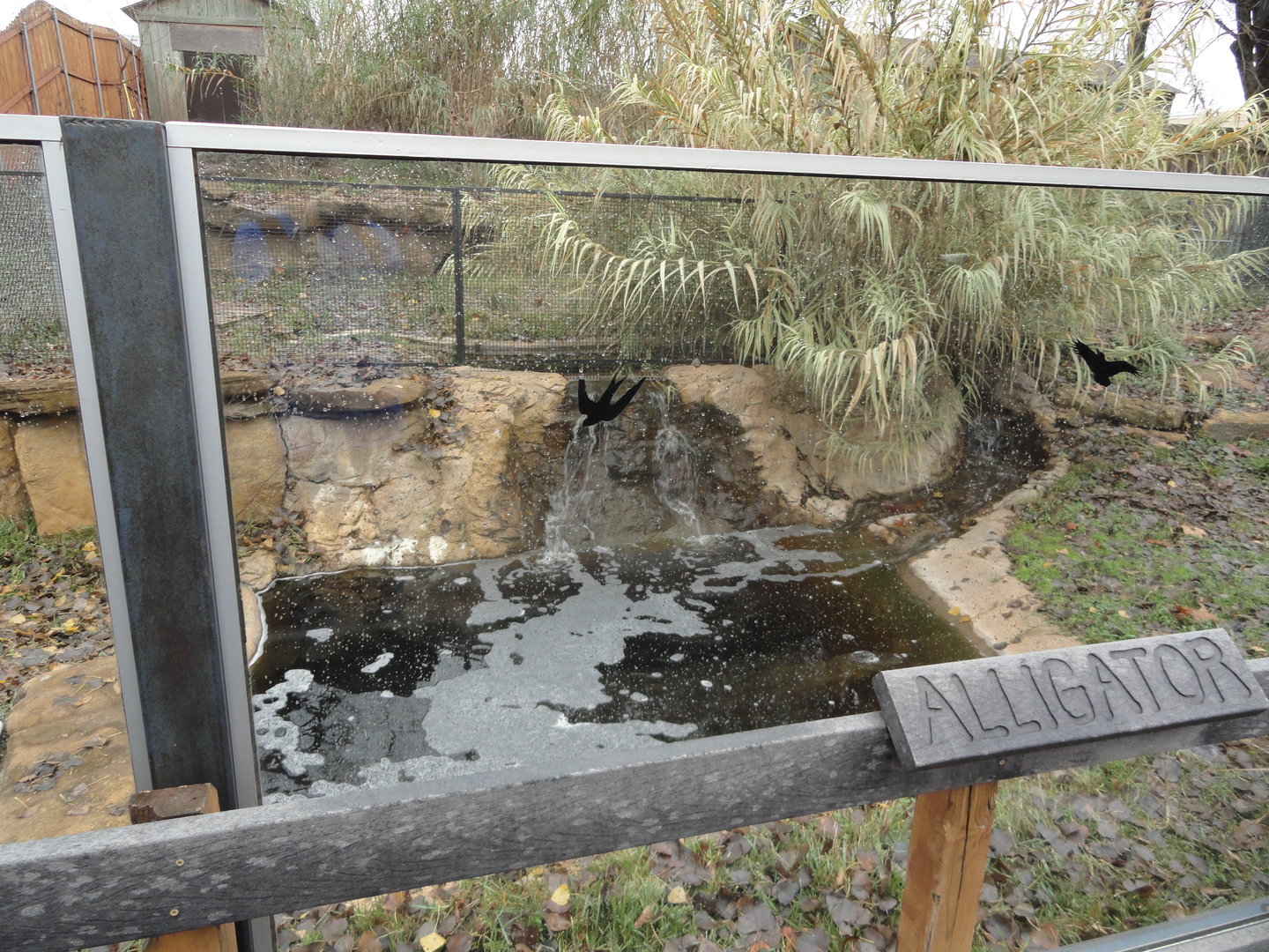 American Alligator Pond (Left Side of Exhibit)