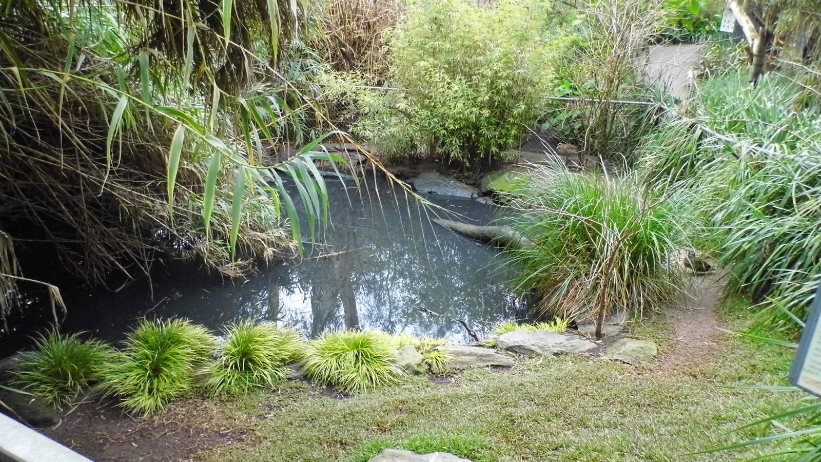 American Alligator pond