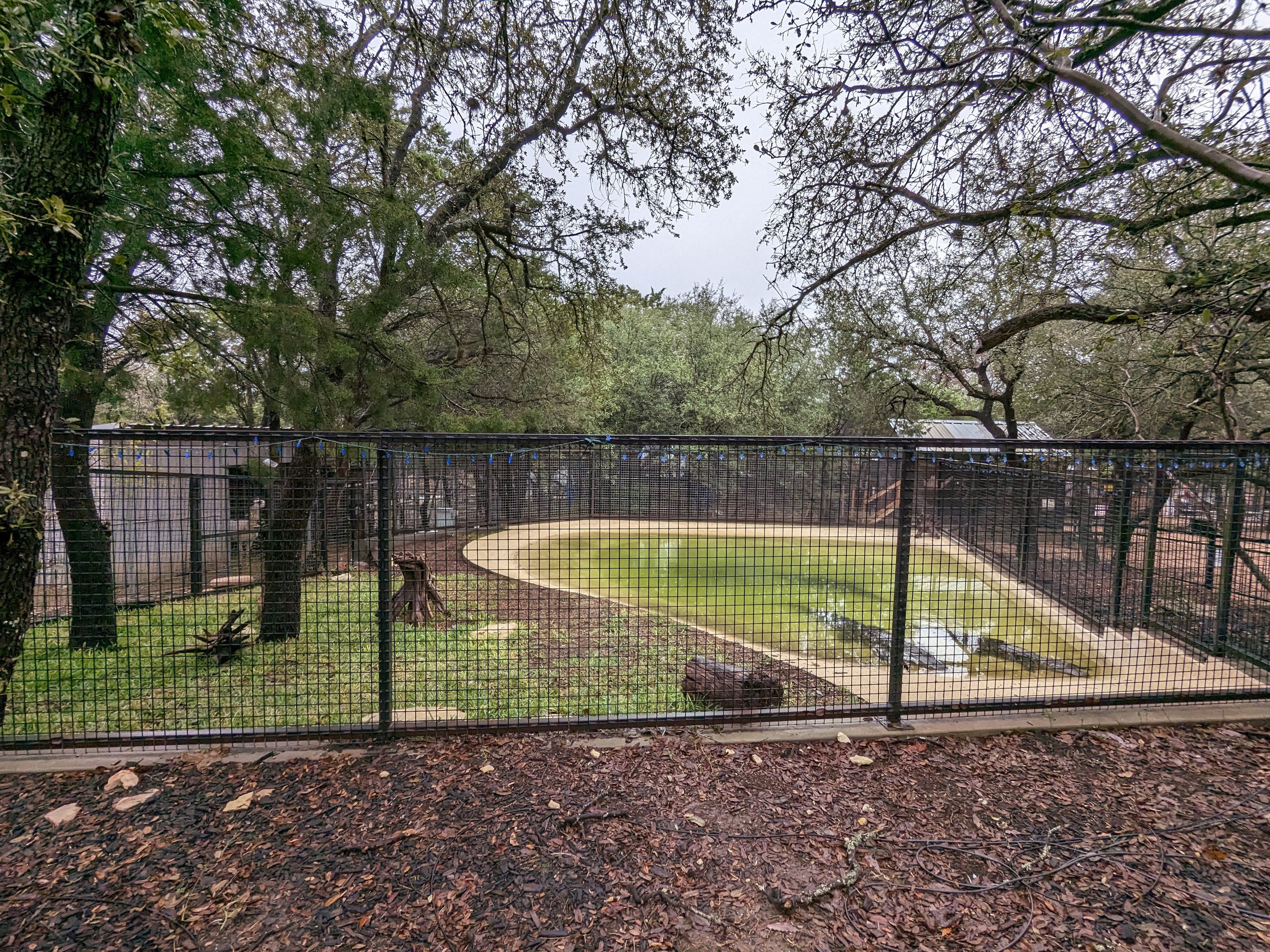 American alligator pond