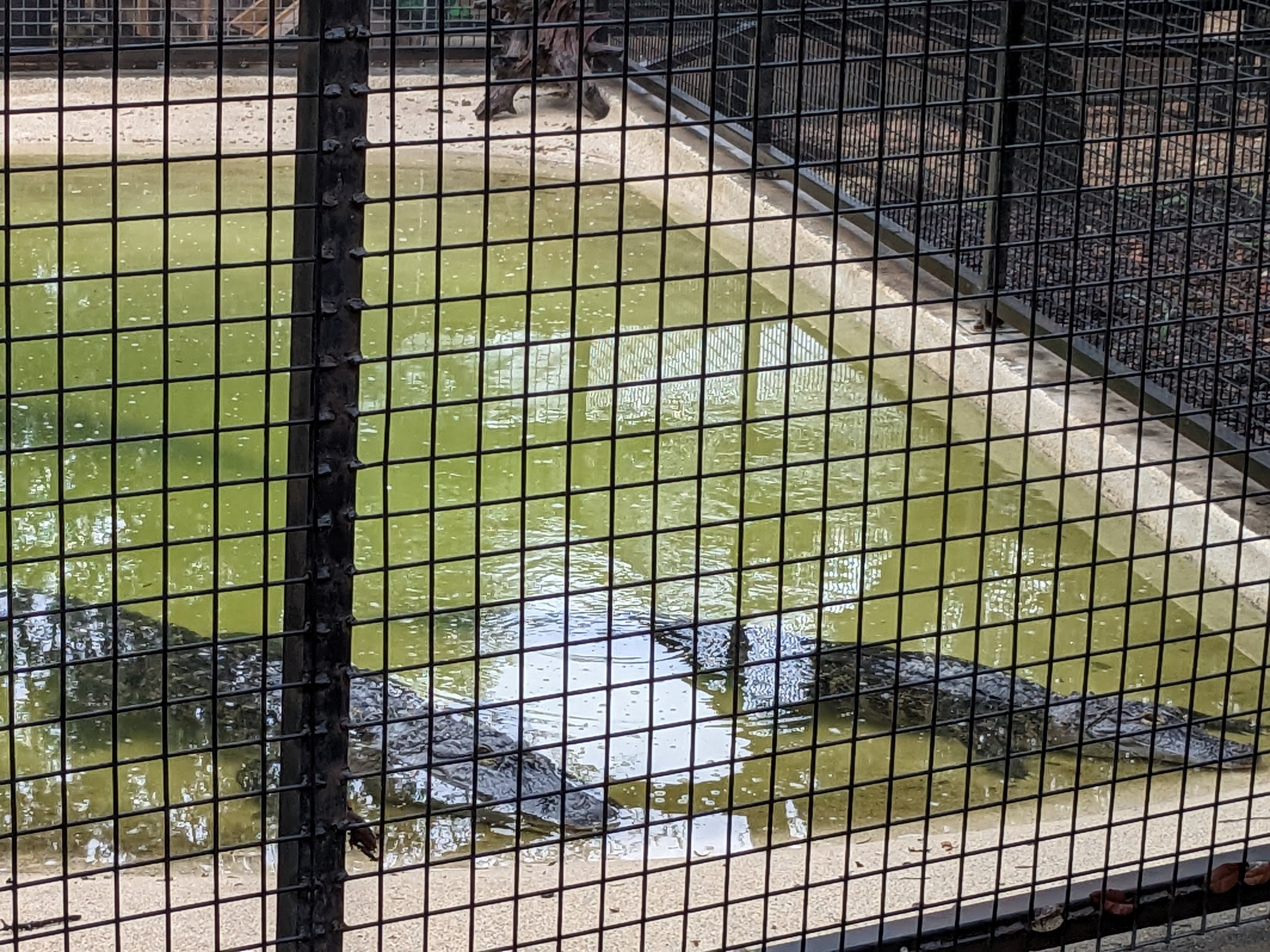 American alligator pond