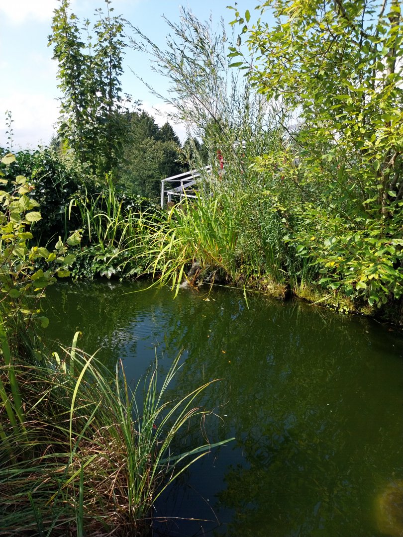 American alligator pond