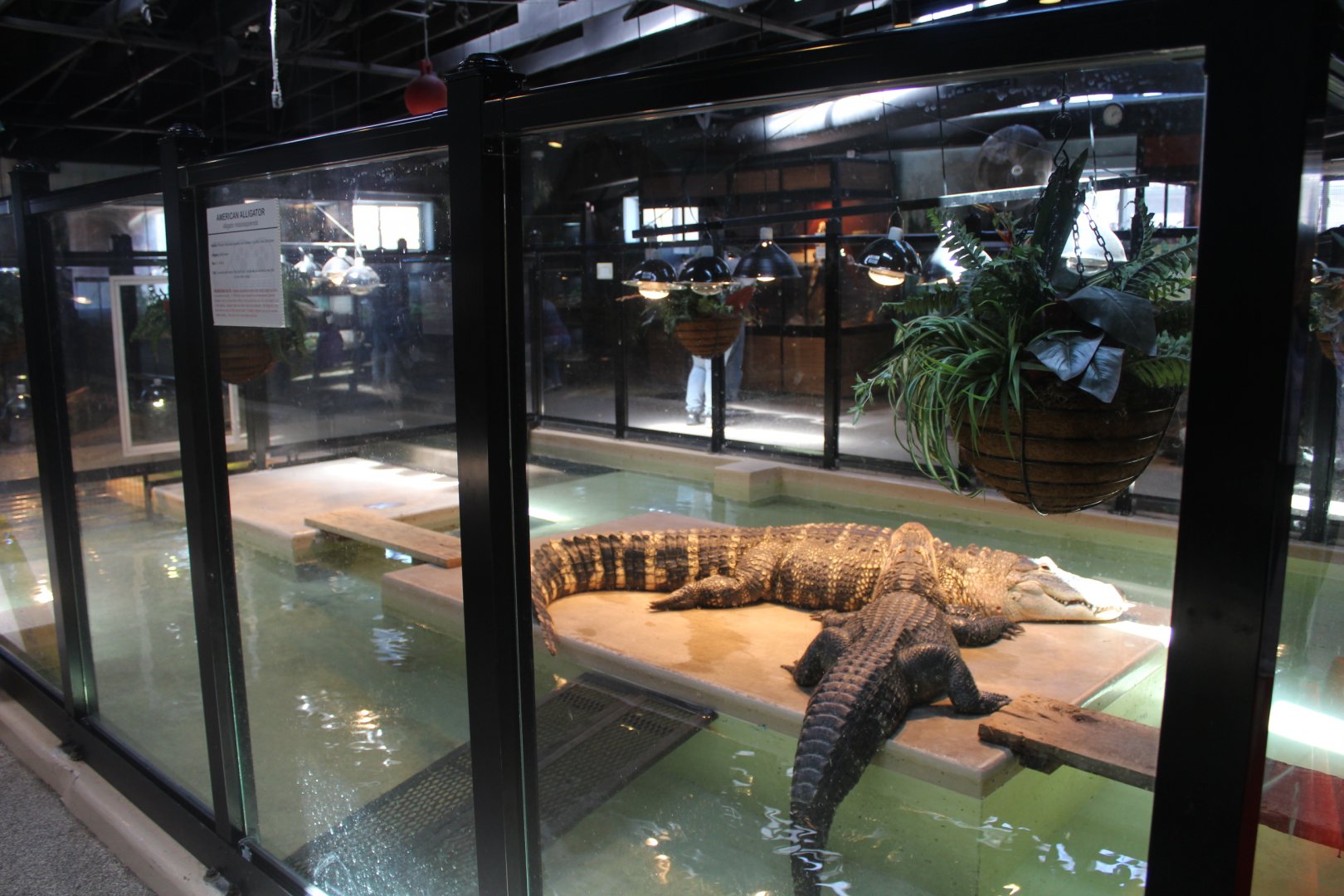 American Alligator Pool - Reptile House