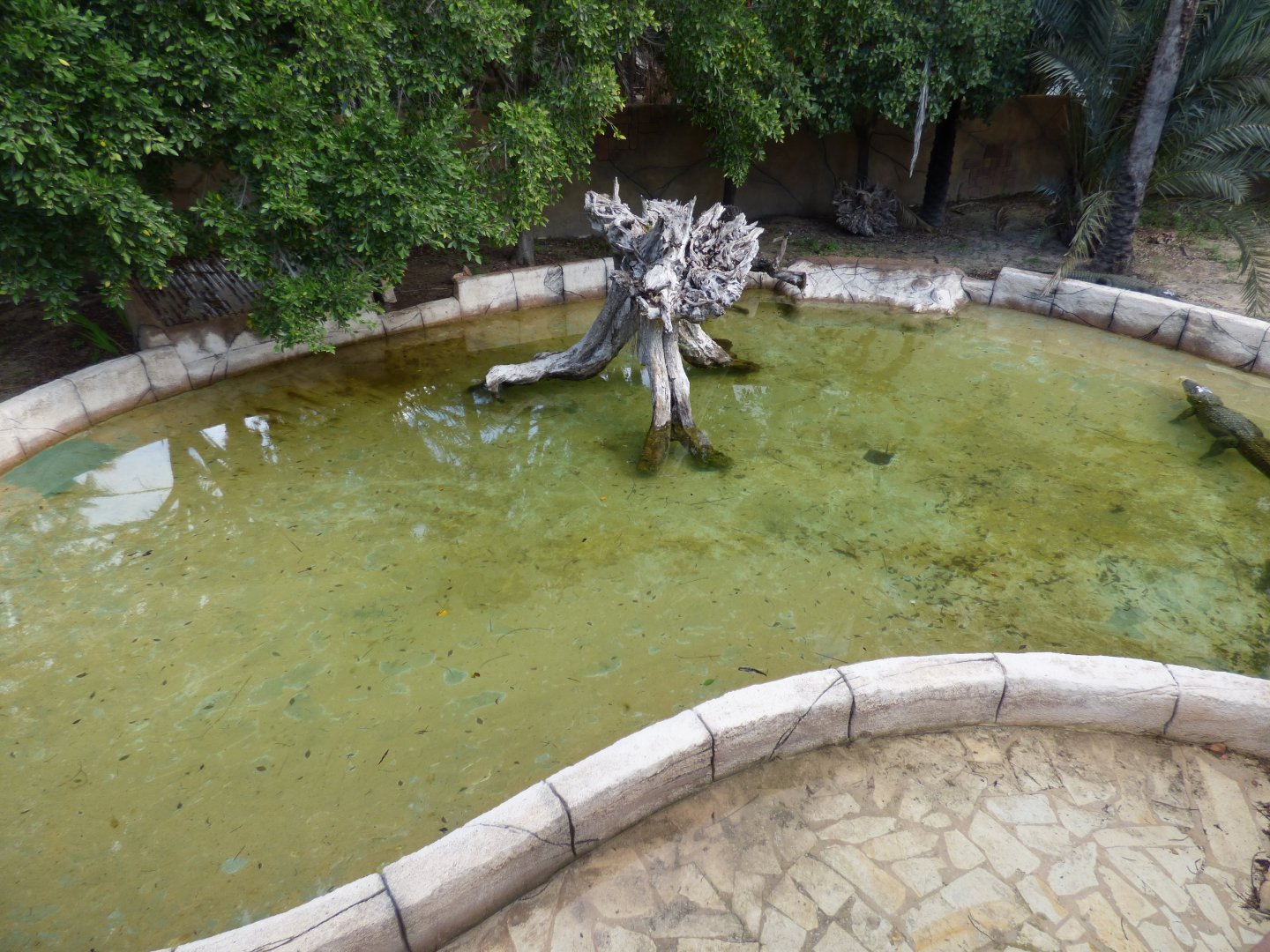 American Alligator Pool