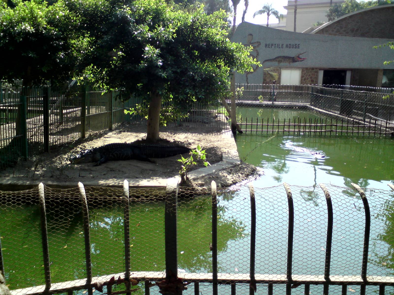 American alligator pools