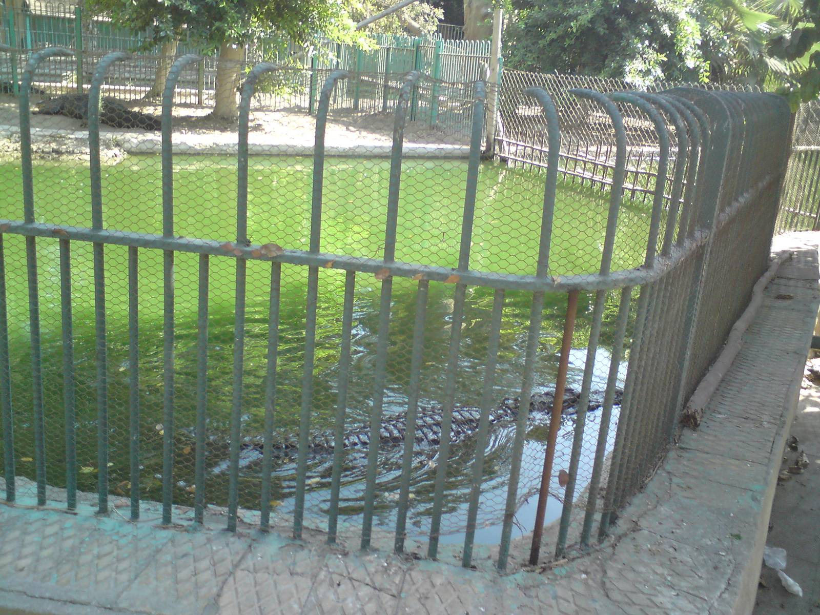 American alligator pools