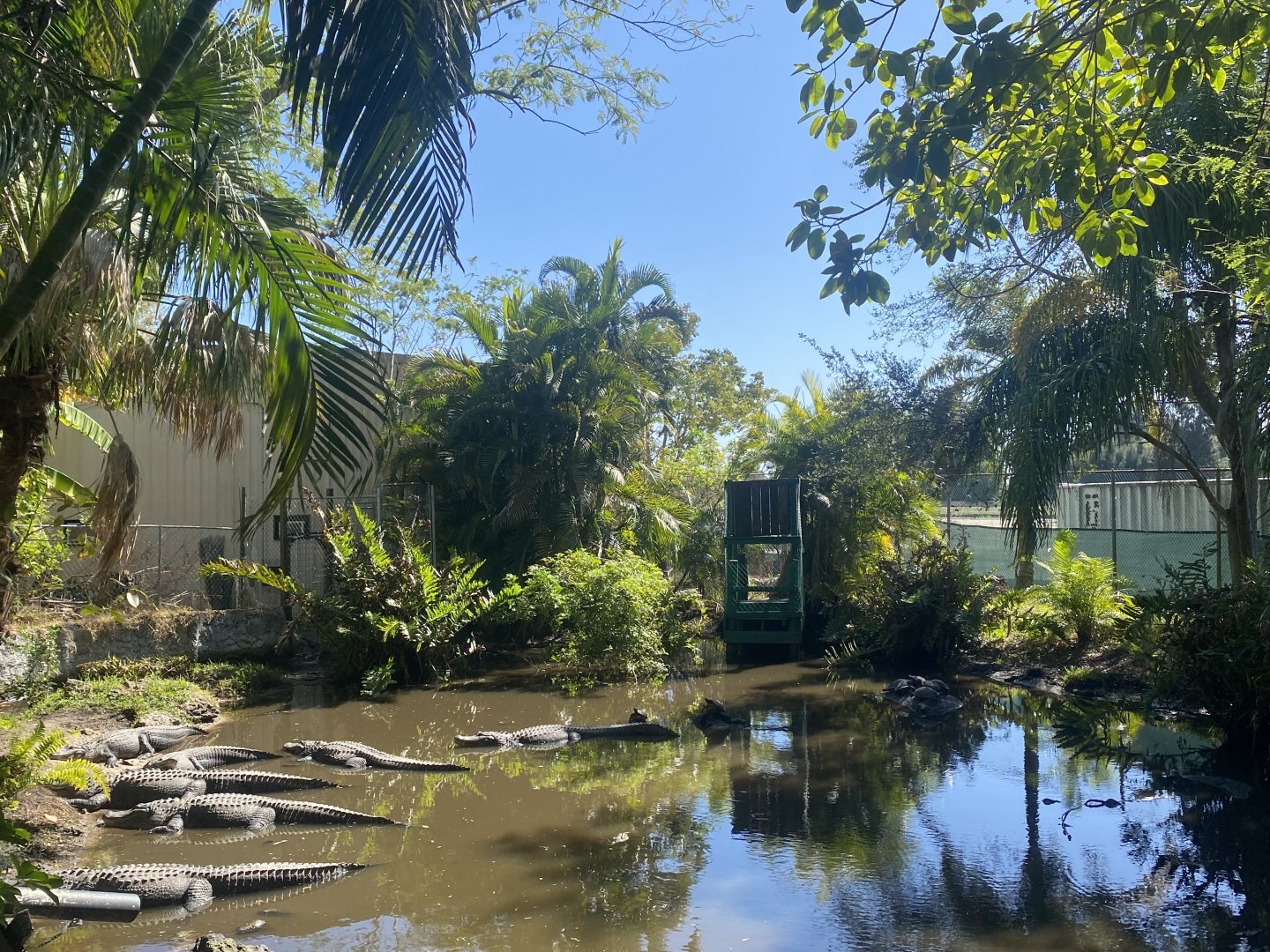 American Alligator/Red-Eared Slider Exhibit