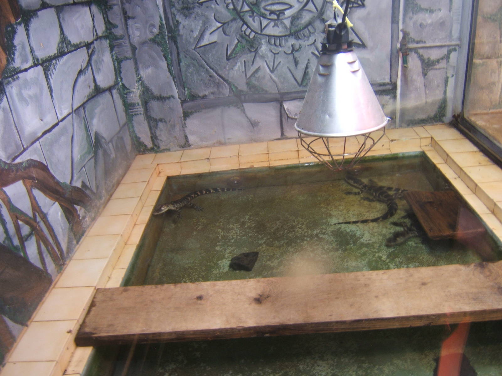 American Alligator`s