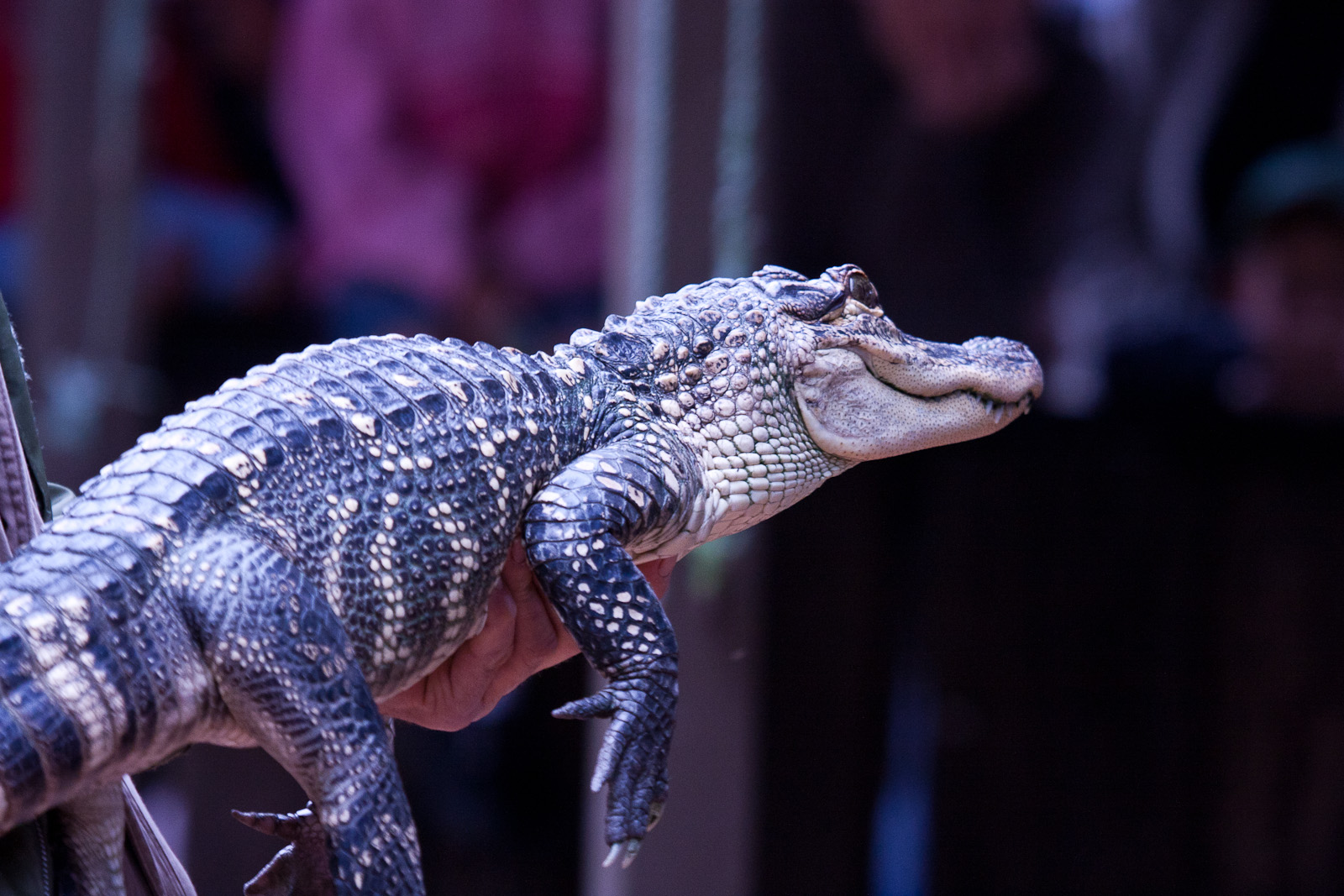 American Alligator, September 2011