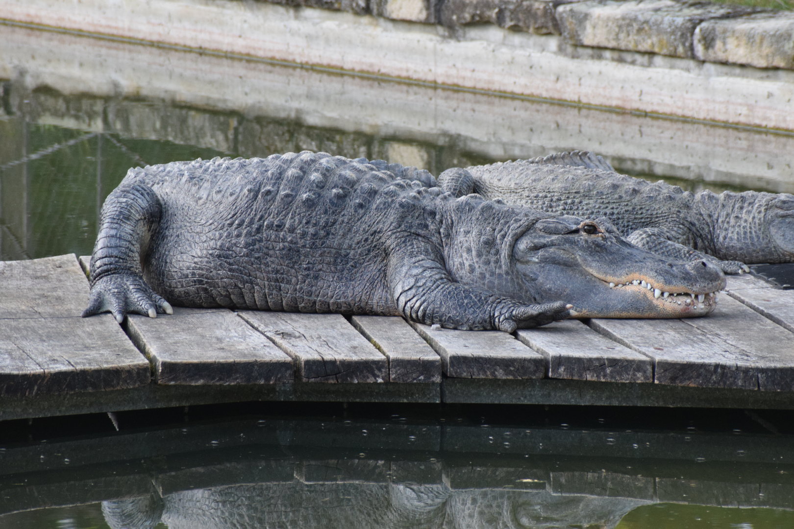 American alligator - September 2023
