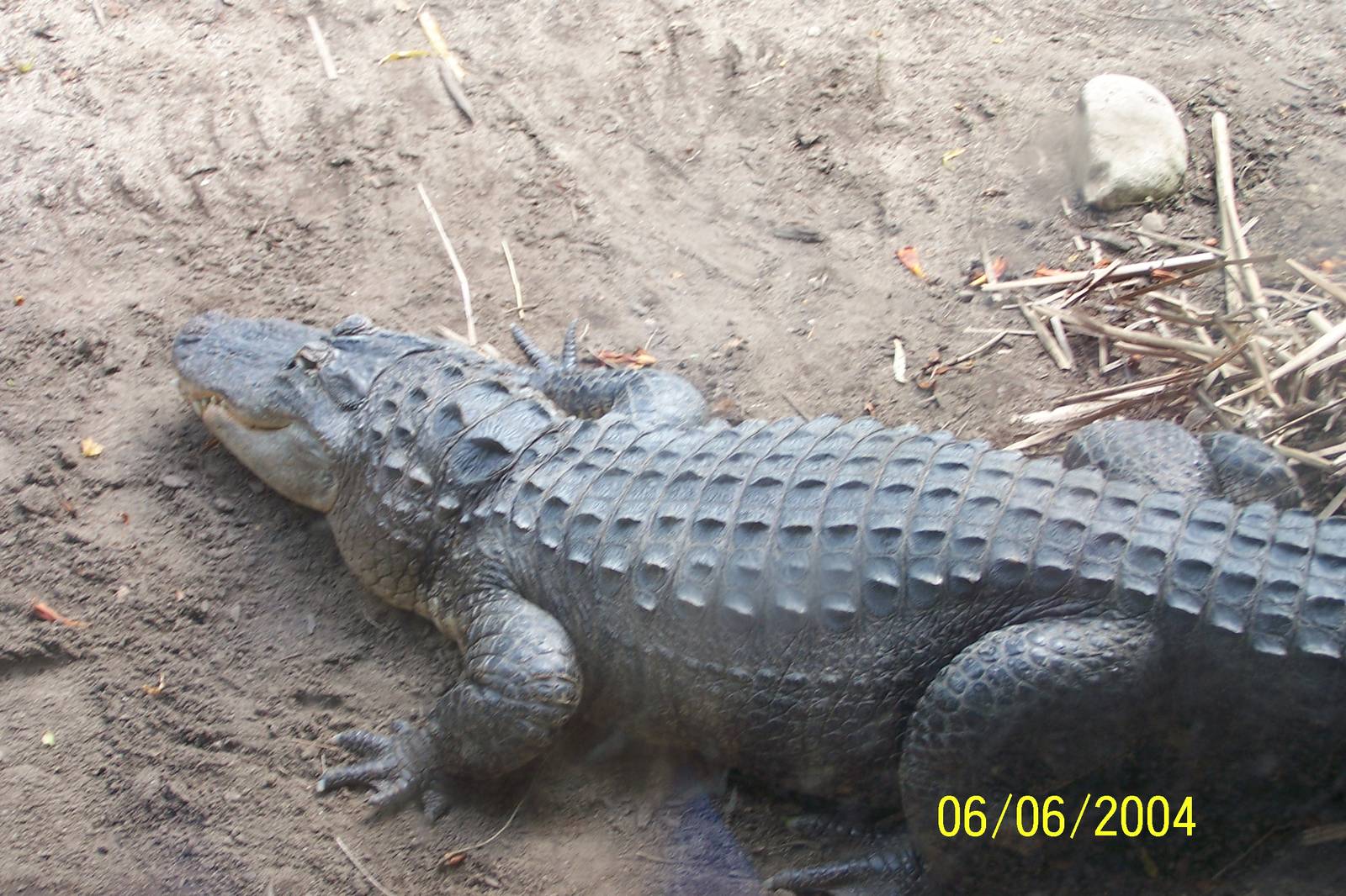 American Alligator ~ Shores