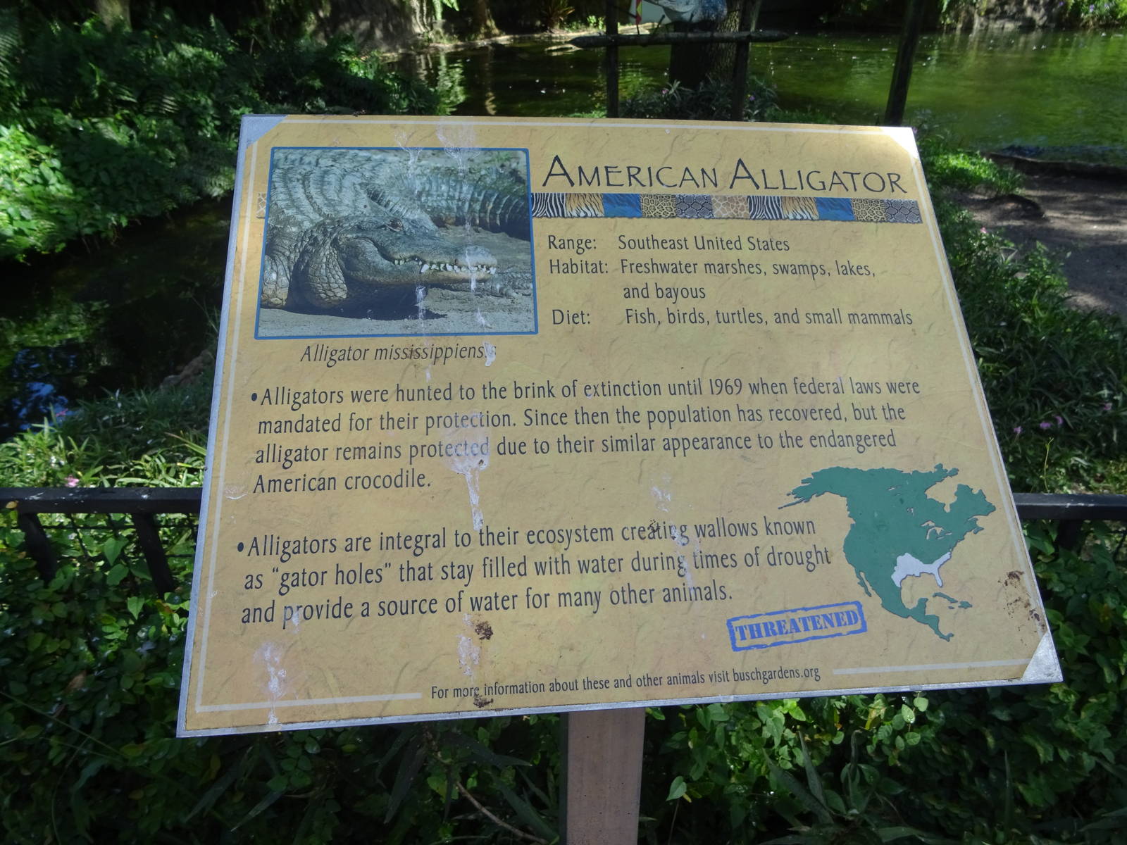 American Alligator Sign at Busch Gardens Tampa