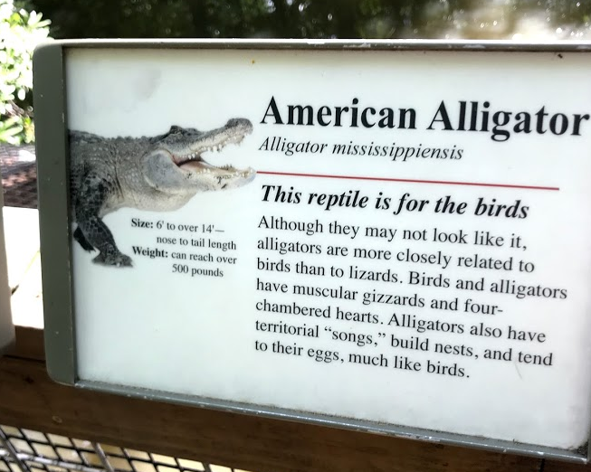 American Alligator Sign at the North Carolina Zoo
