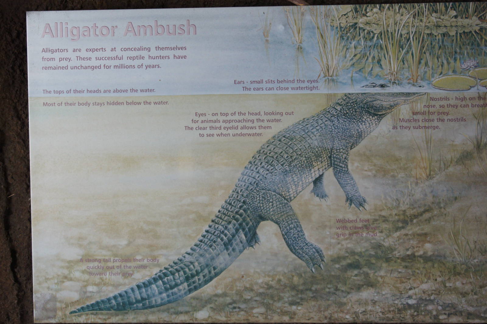 American Alligator Sign