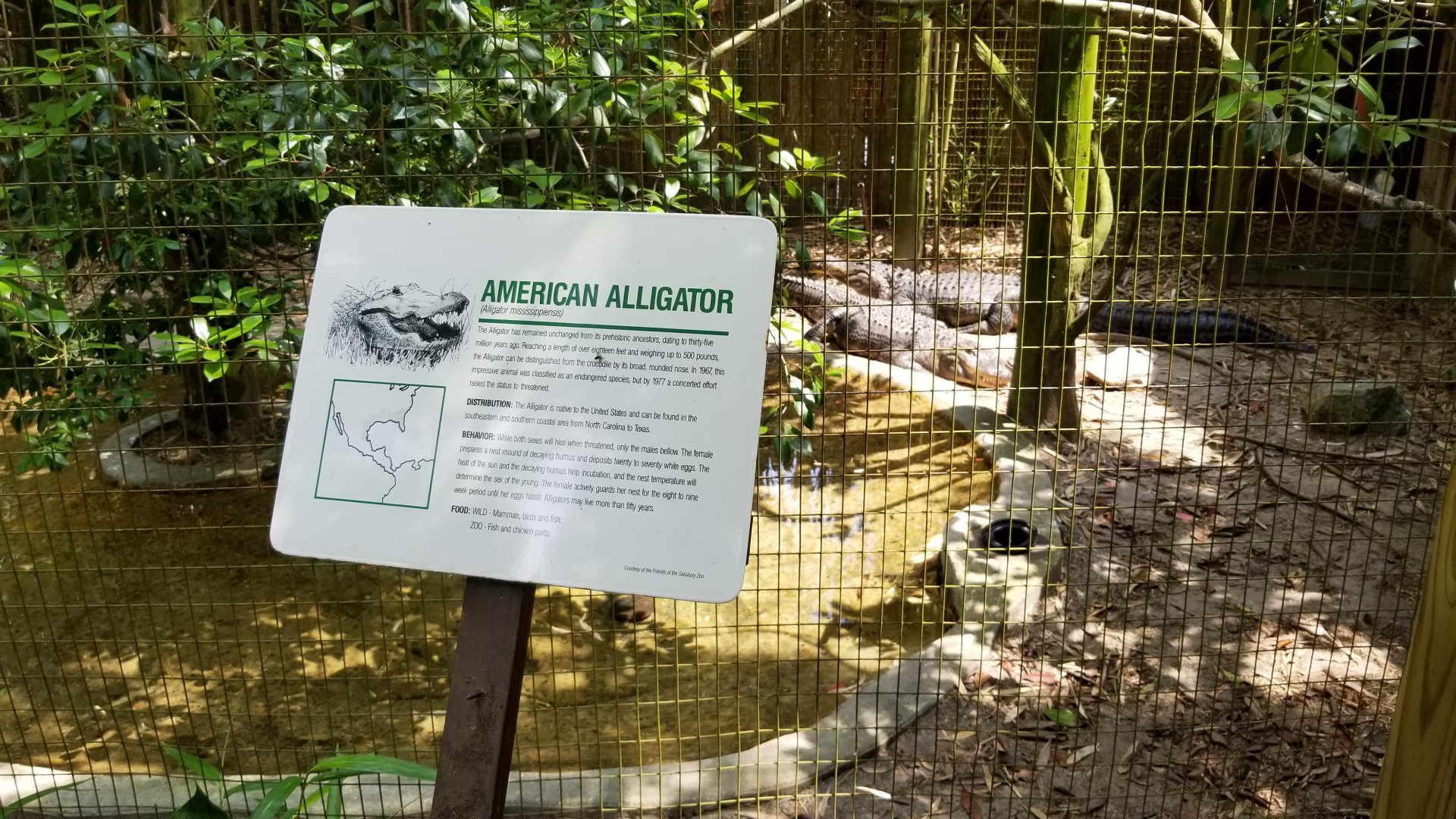 American Alligator sign