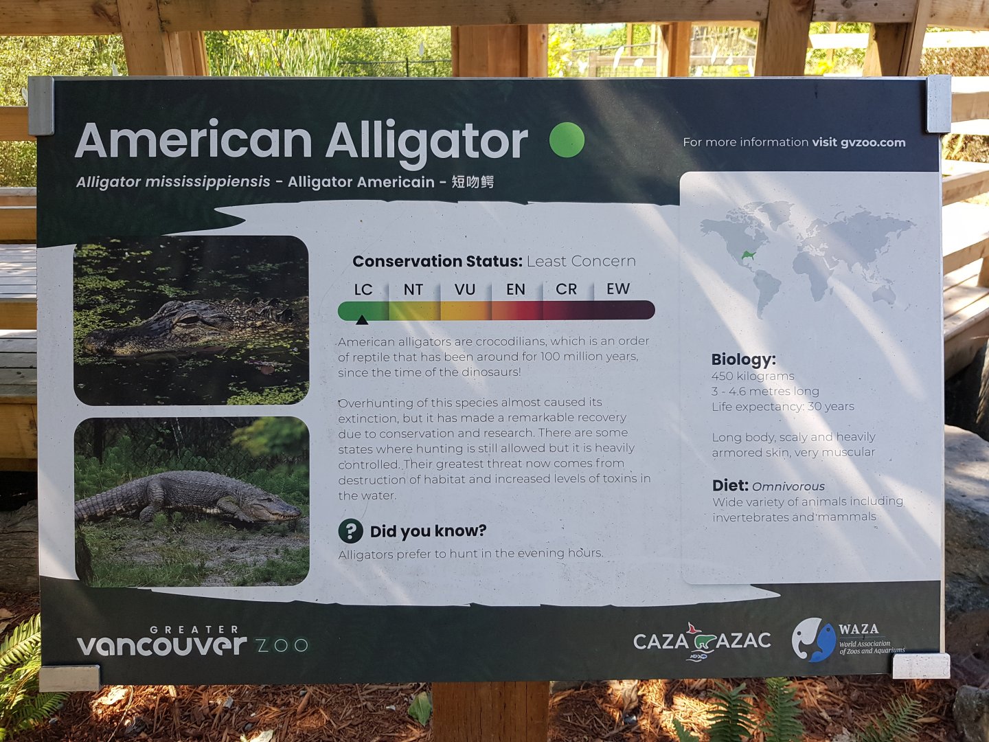 American Alligator Sign