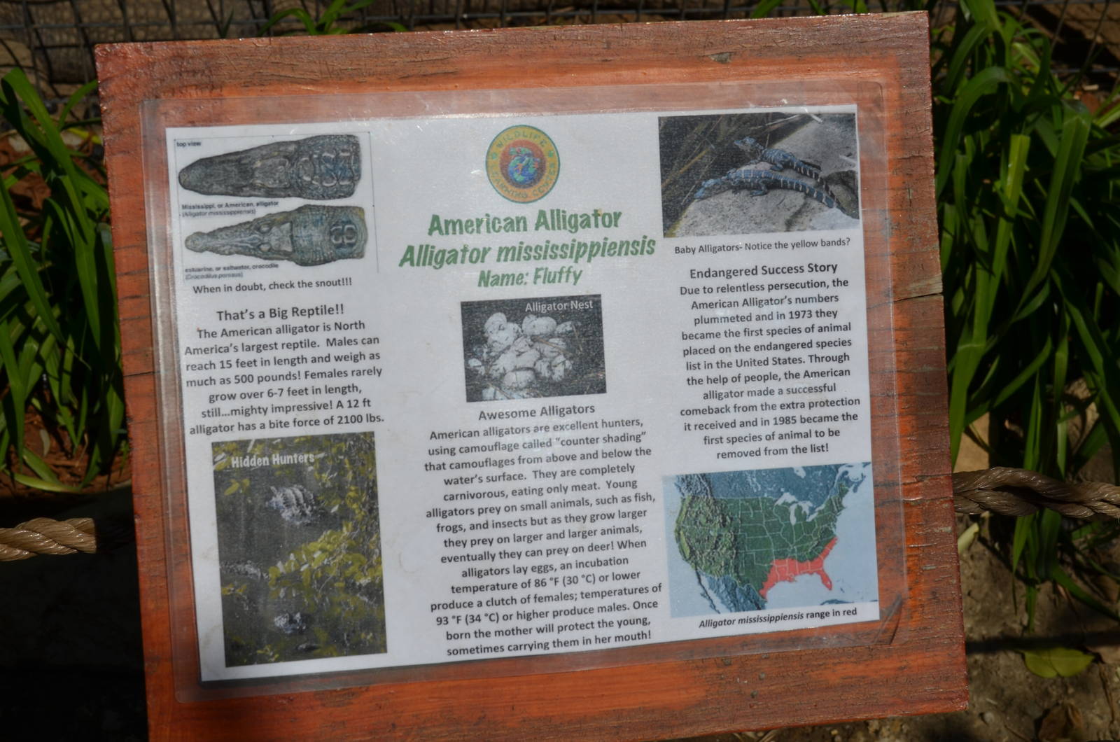 American Alligator Signage