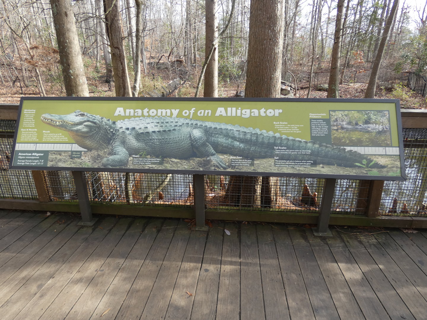 American Alligator signage