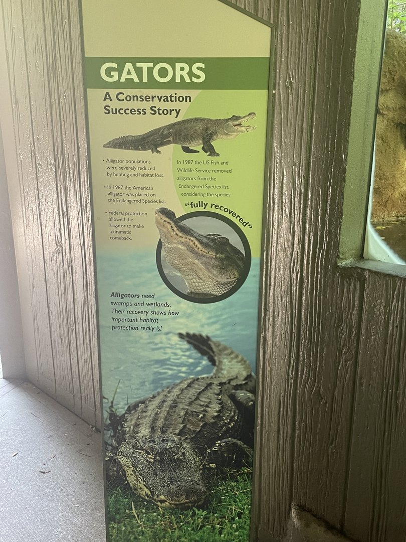 American Alligator Signage