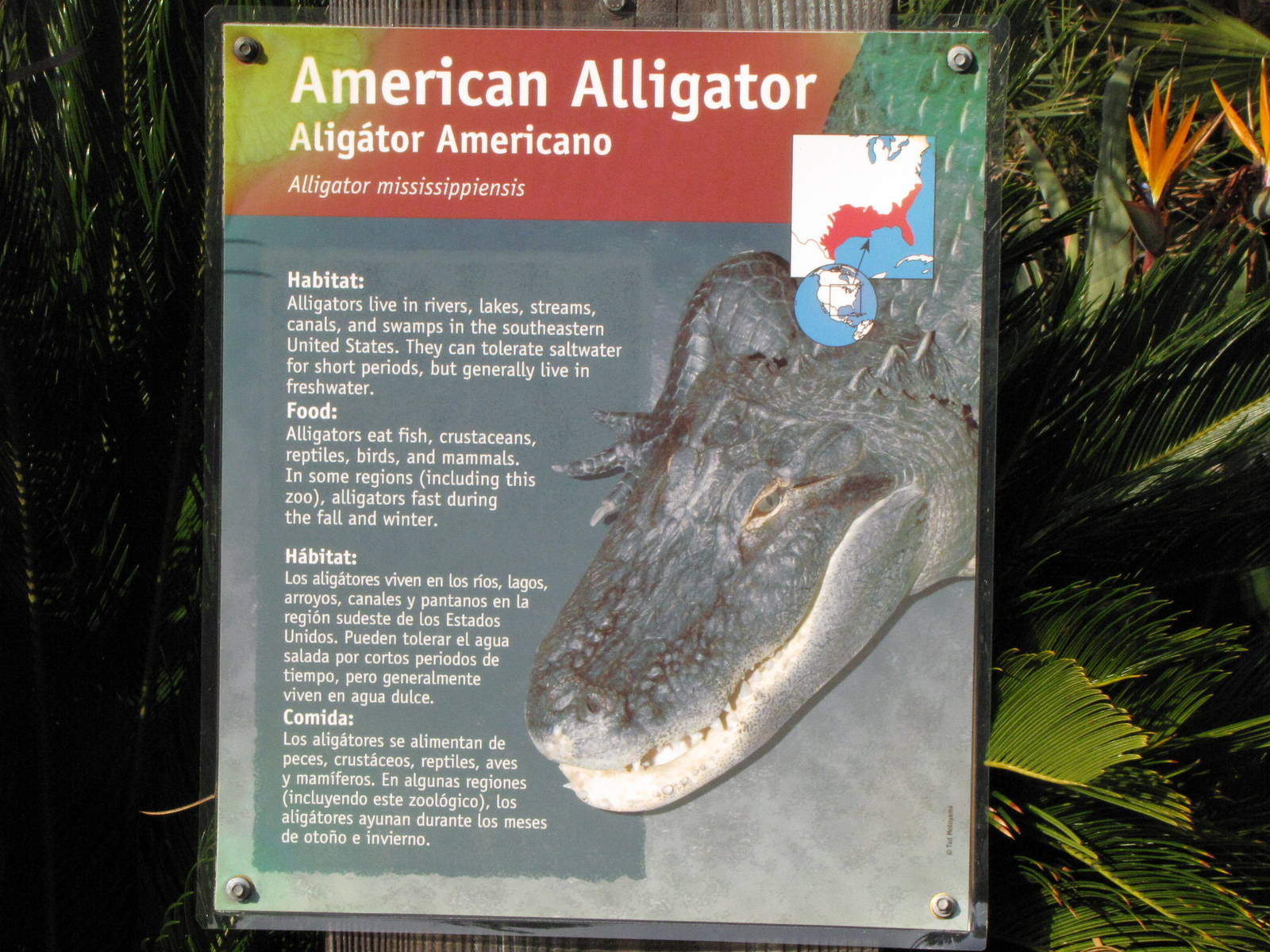 American Alligator Signage
