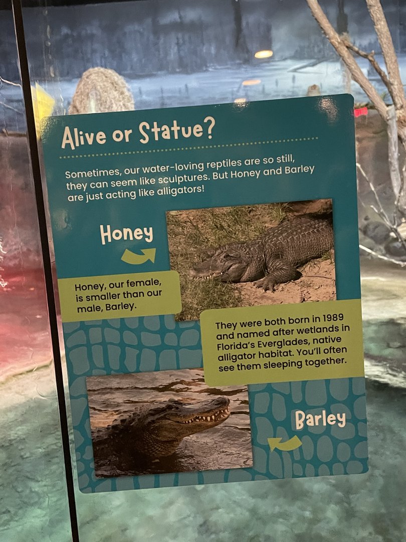 American Alligator Signature