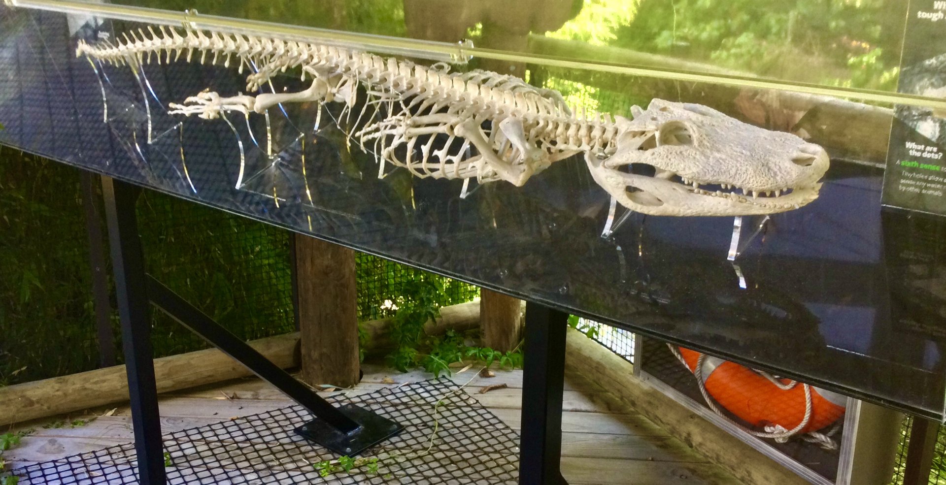 American Alligator Skeleton (Georgia)